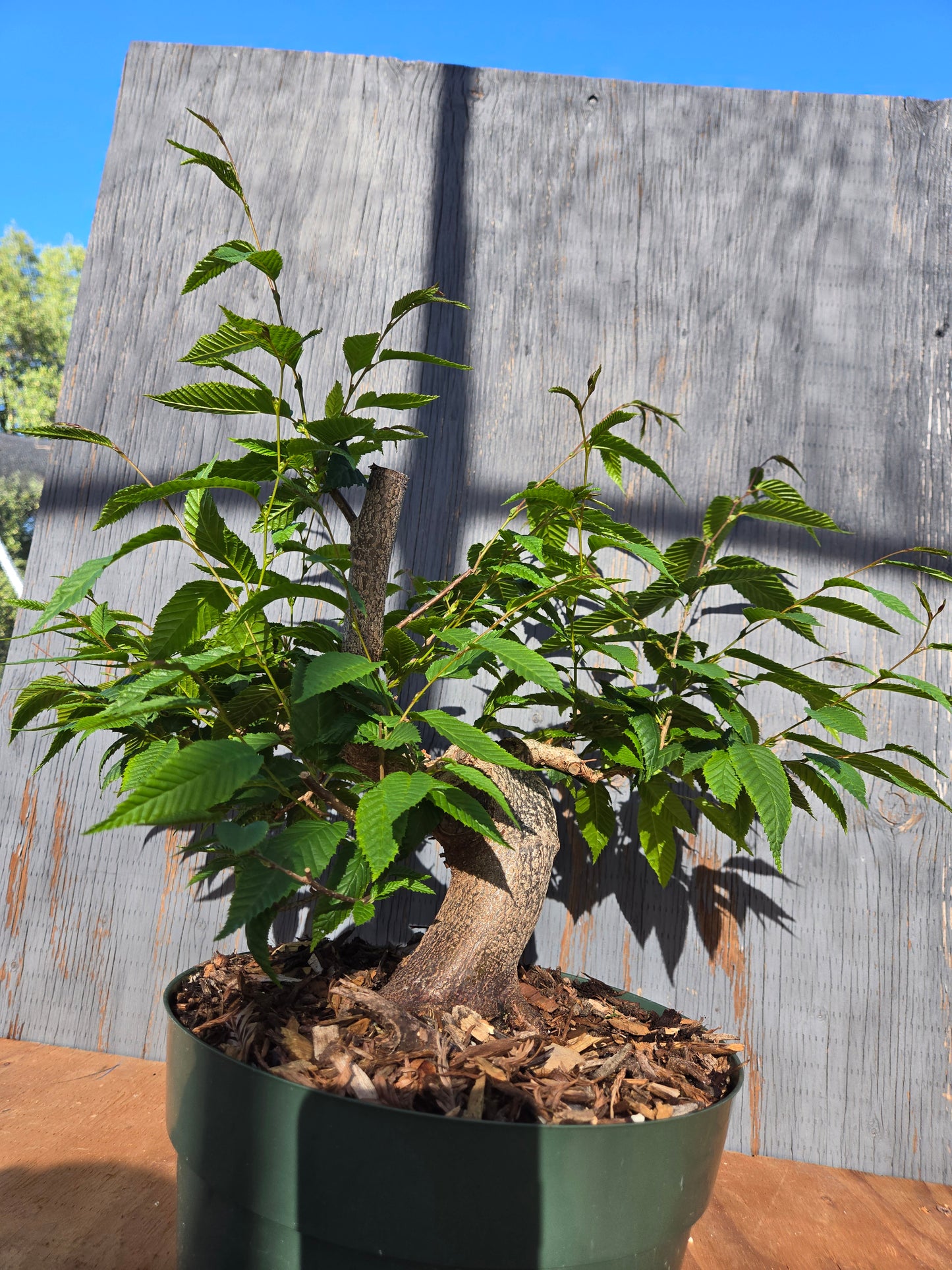 Carpinus japonica, Japanese Hornbeam, Cj JUN 00