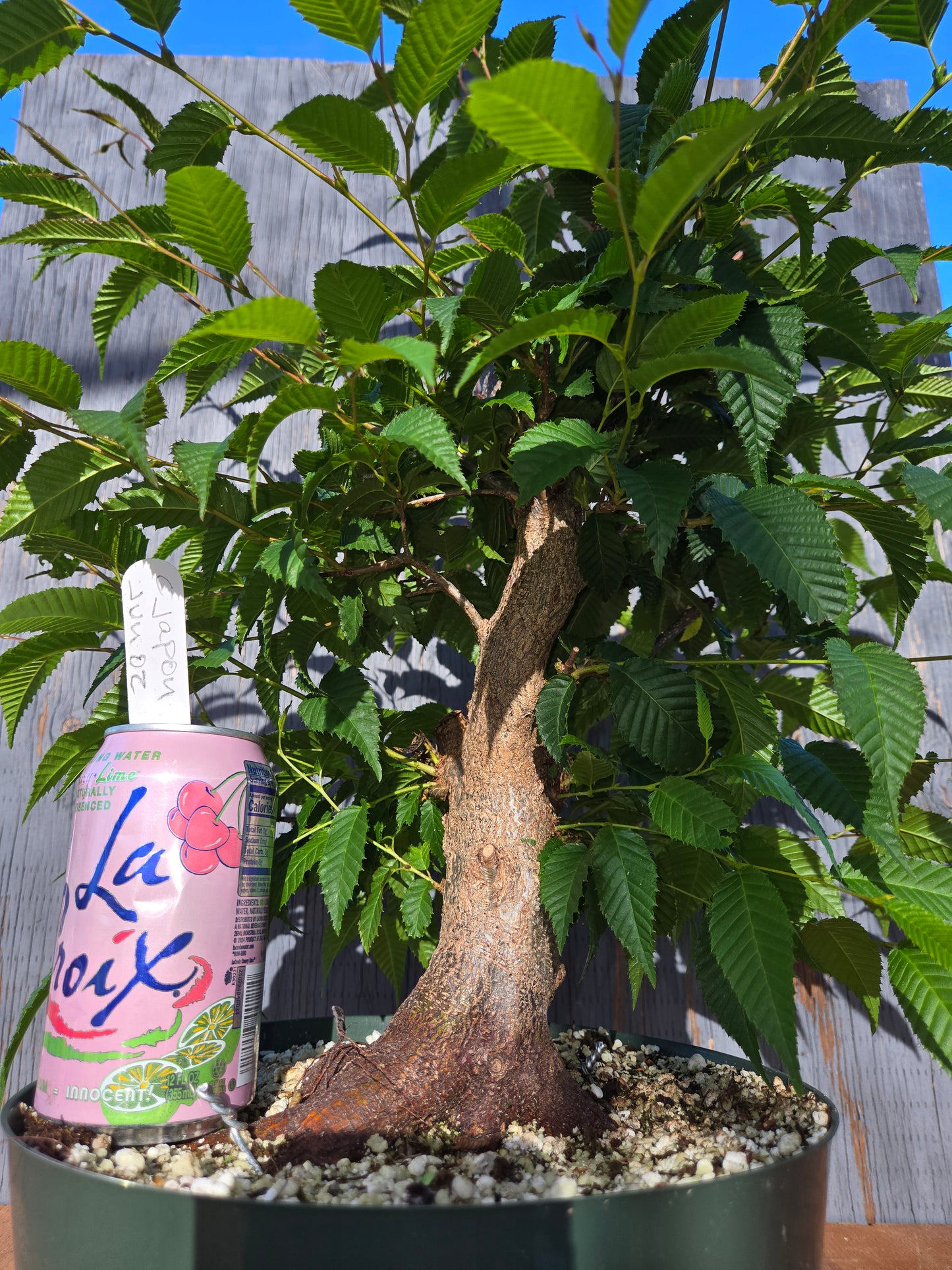 Carpinus japonica, Japanese Hornbeam, Cj JUN 02