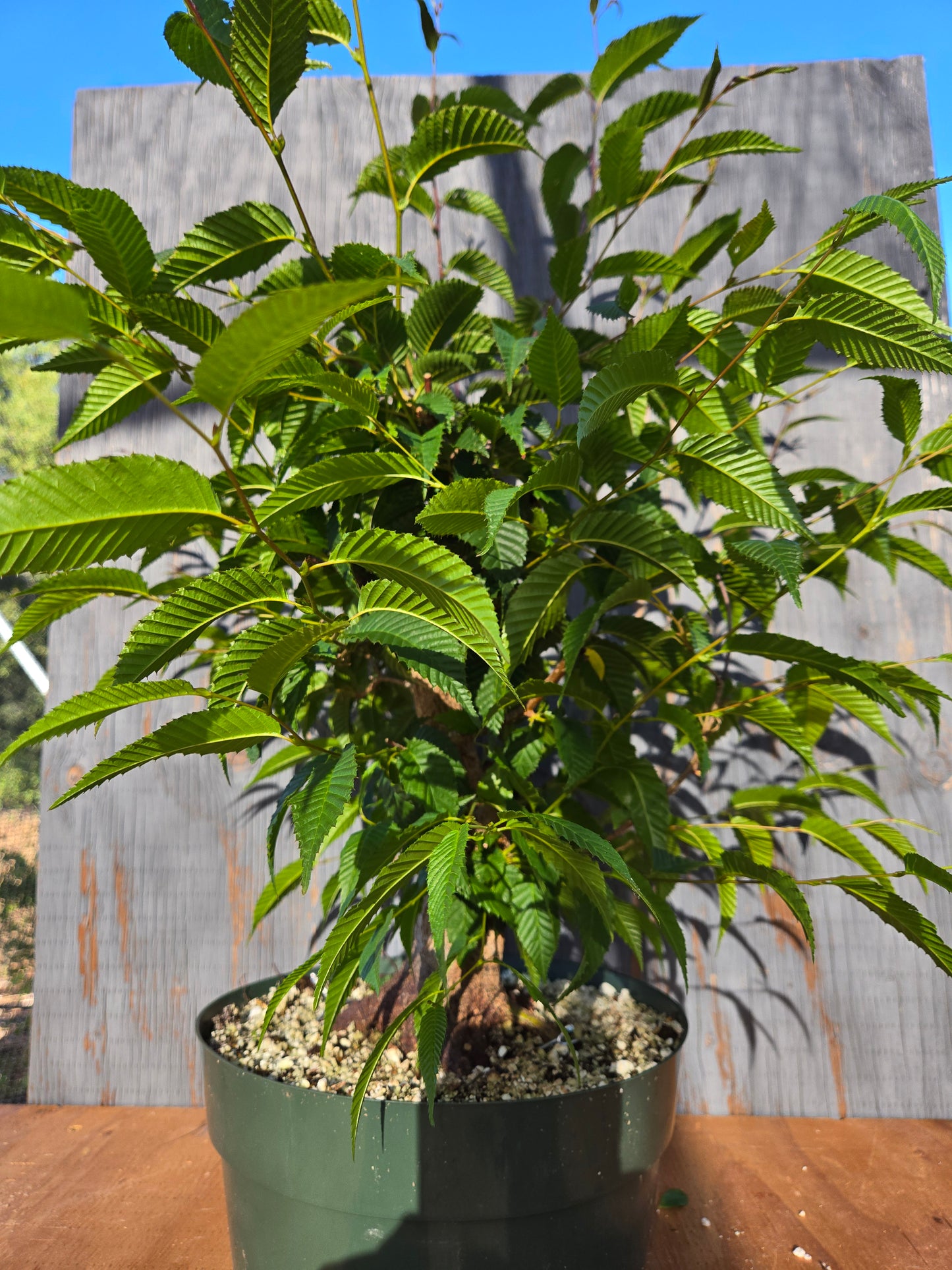Carpinus japonica, Japanese Hornbeam, Cj JUN 02