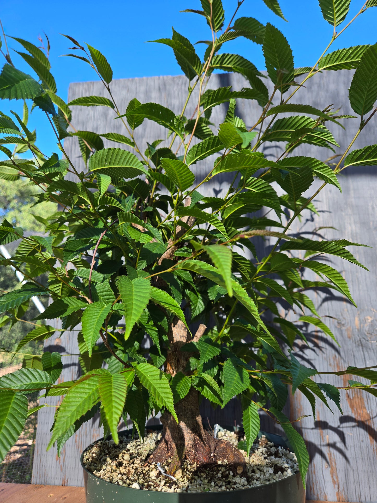 Carpinus japonica, Japanese Hornbeam, Cj JUN 02