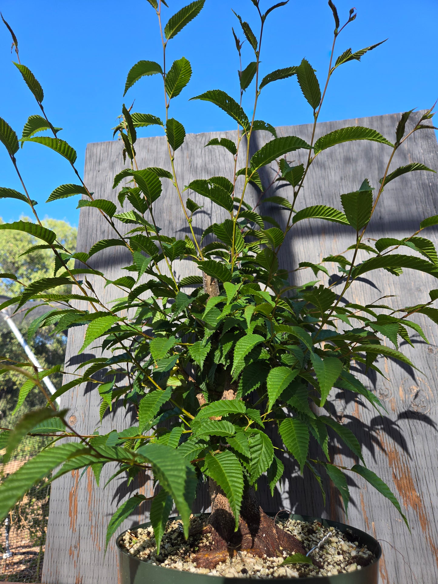 Carpinus japonica, Japanese Hornbeam, Cj JUN 02