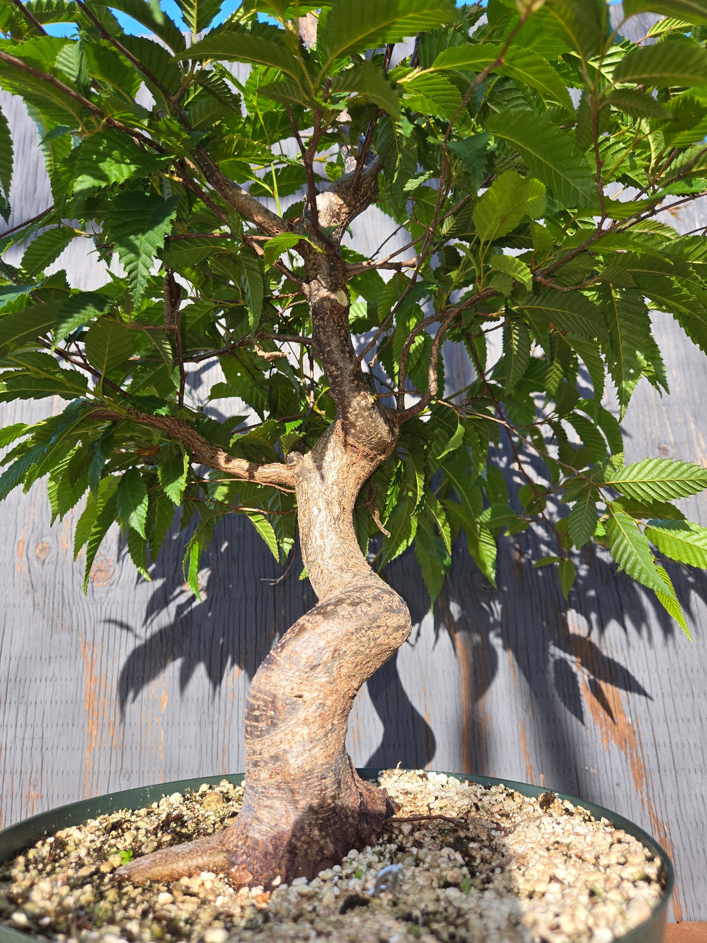 Carpinus japonica, Japanese Hornbeam, Cj JUN 01