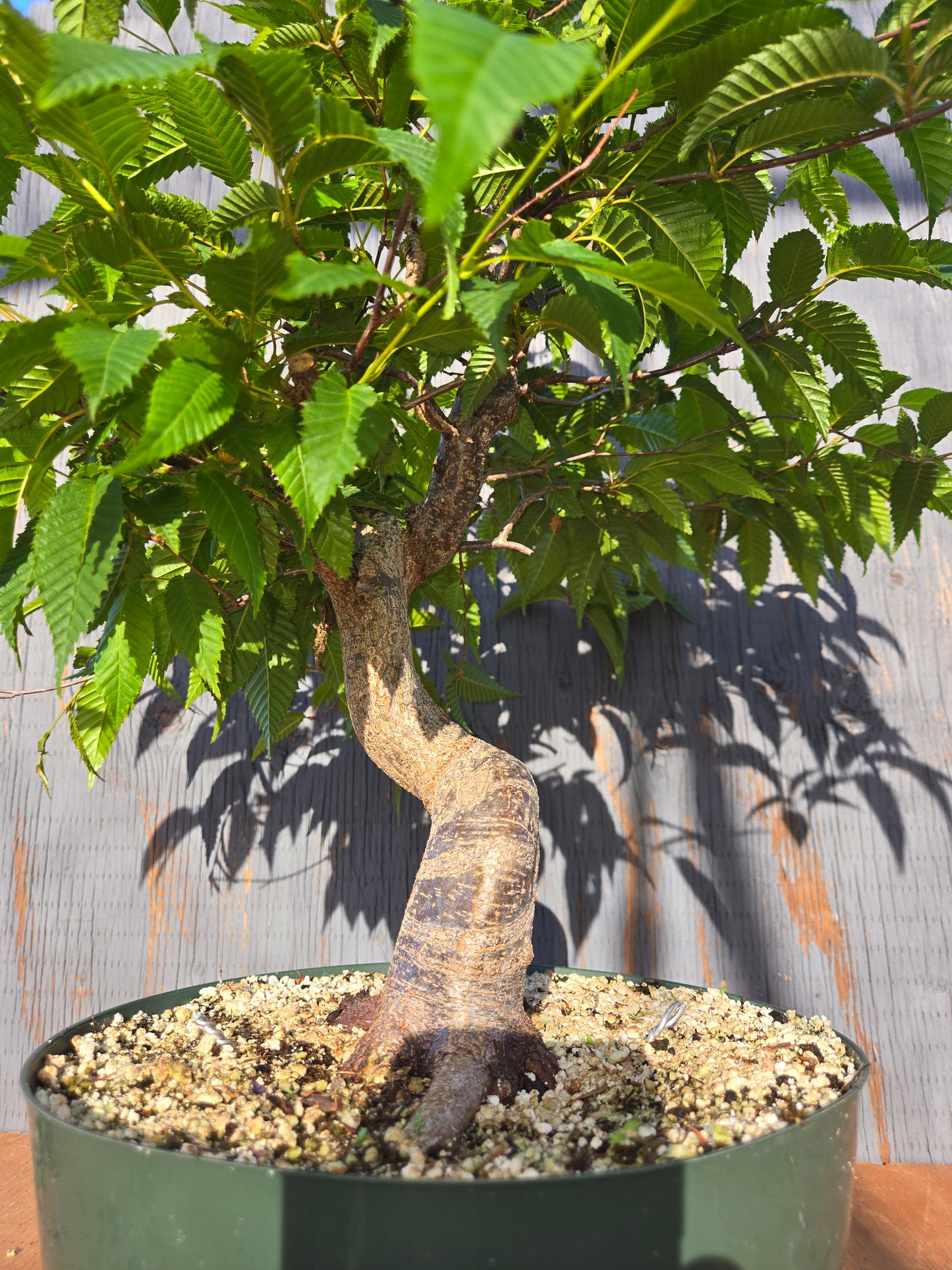 Carpinus japonica, Japanese Hornbeam, Cj JUN 01