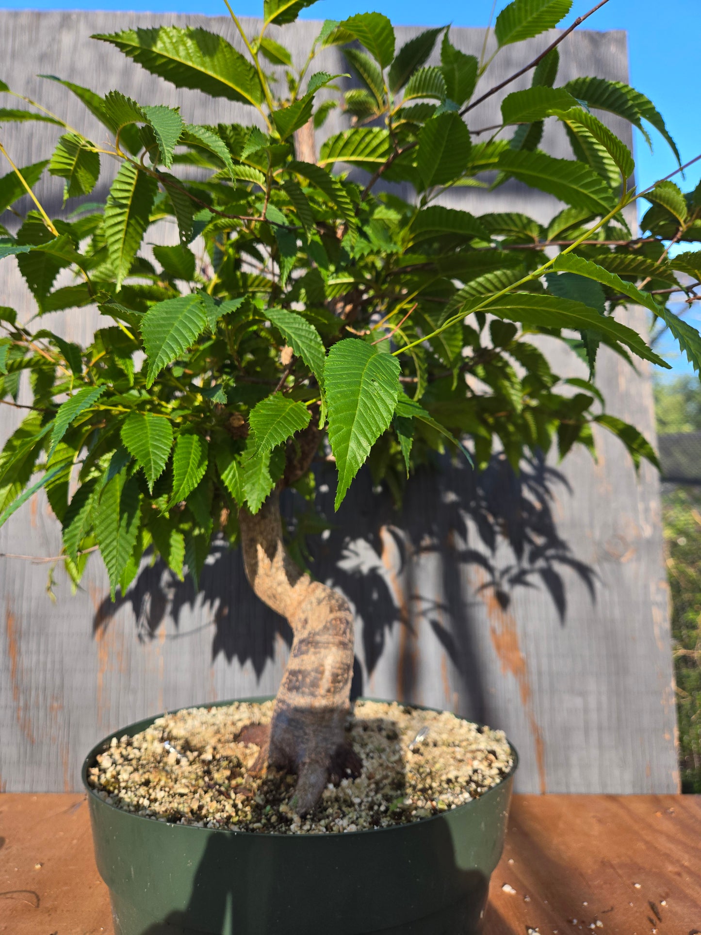 Carpinus japonica, Japanese Hornbeam, Cj JUN 01