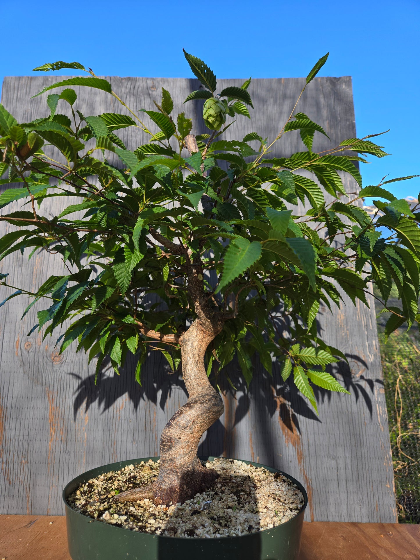Carpinus japonica, Japanese Hornbeam, Cj JUN 01