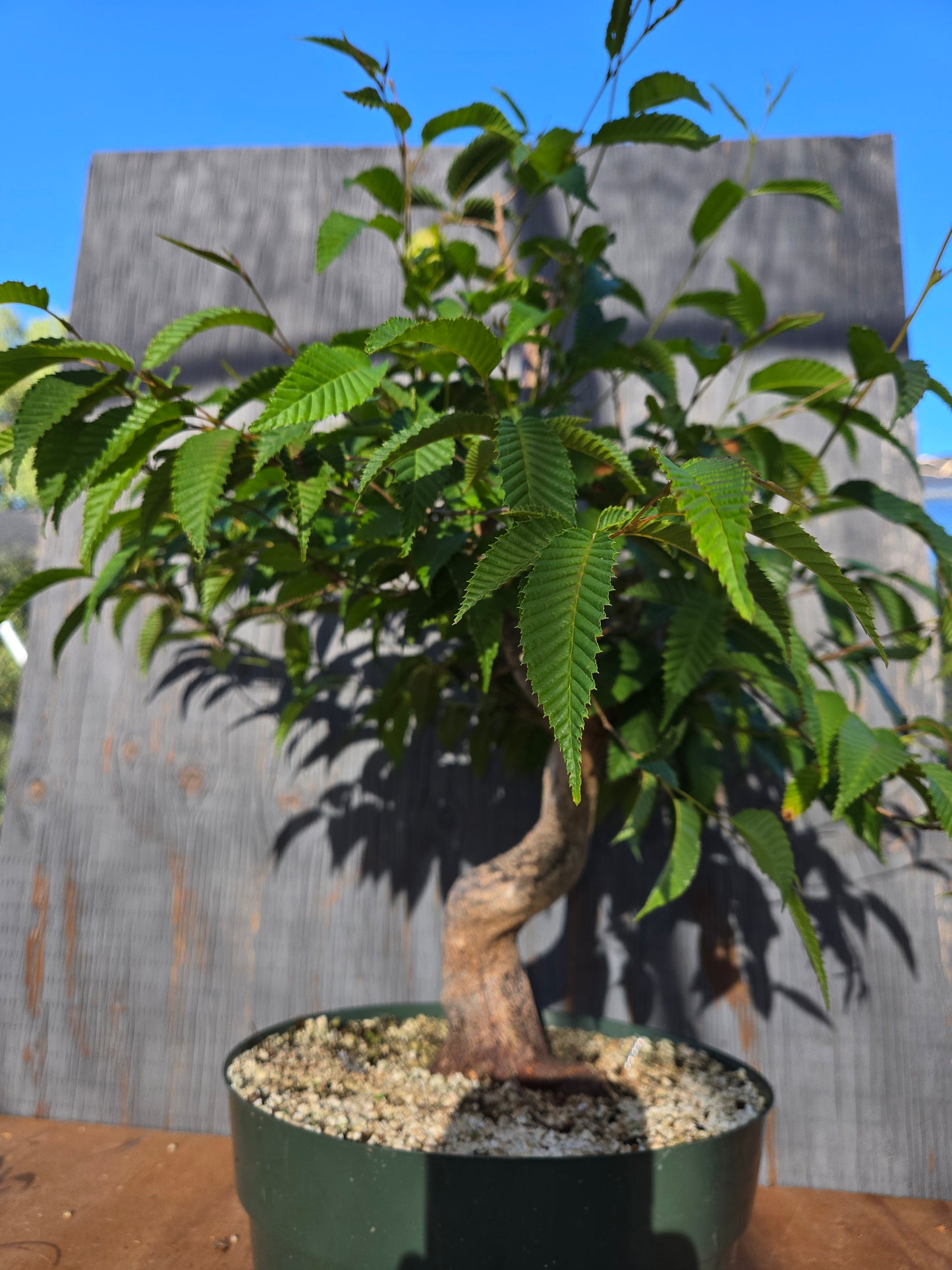 Carpinus japonica, Japanese Hornbeam, Cj JUN 01