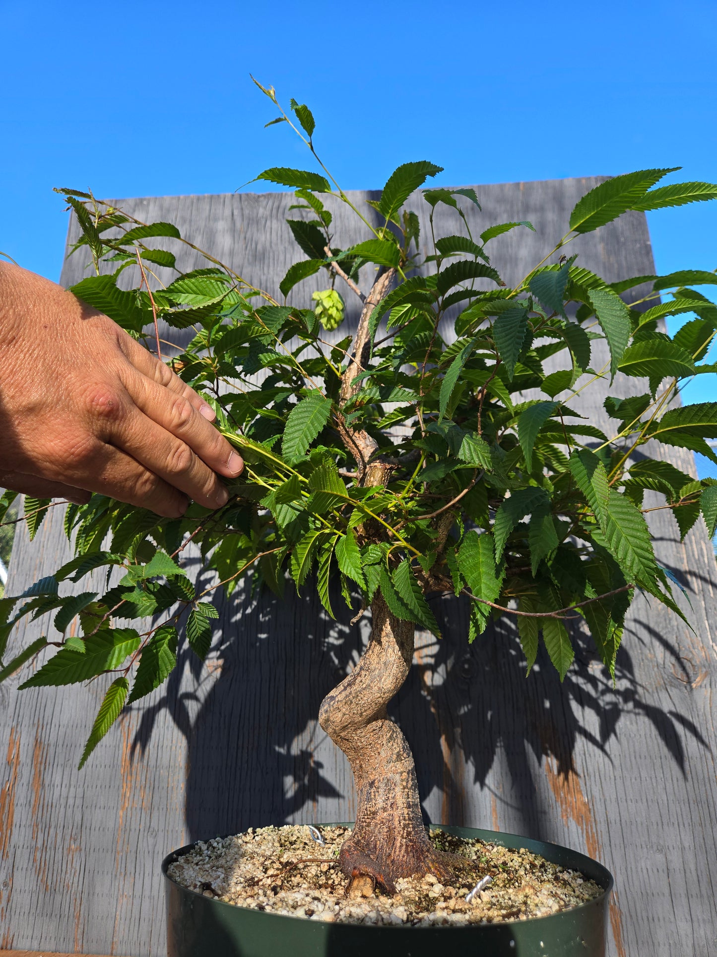 Carpinus japonica, Japanese Hornbeam, Cj JUN 01