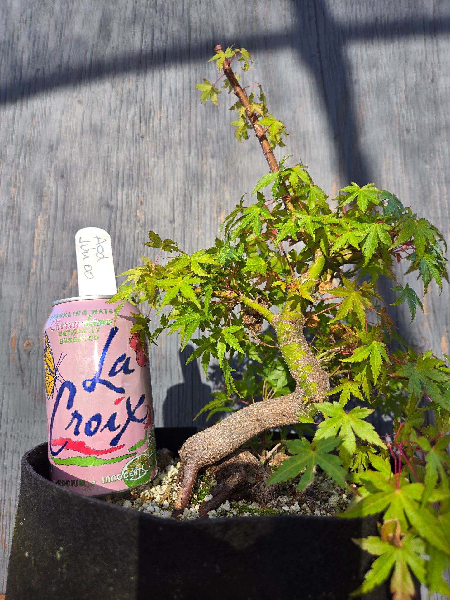 Field Grown Dwarf Japanese Maple, Acer palmatum. Shohin, Apd JUN 00