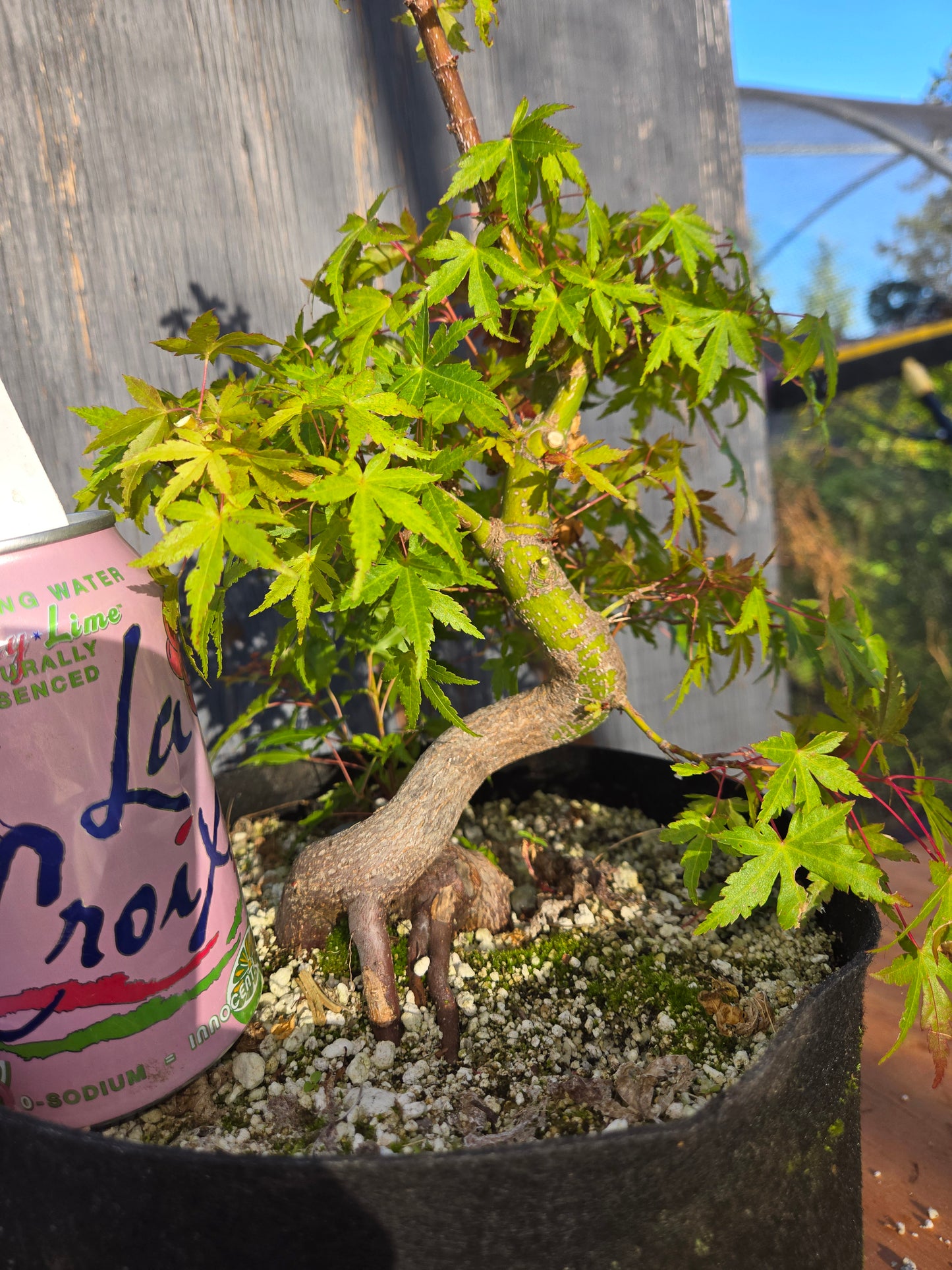 Field Grown Dwarf Japanese Maple, Acer palmatum. Shohin, Apd JUN 00