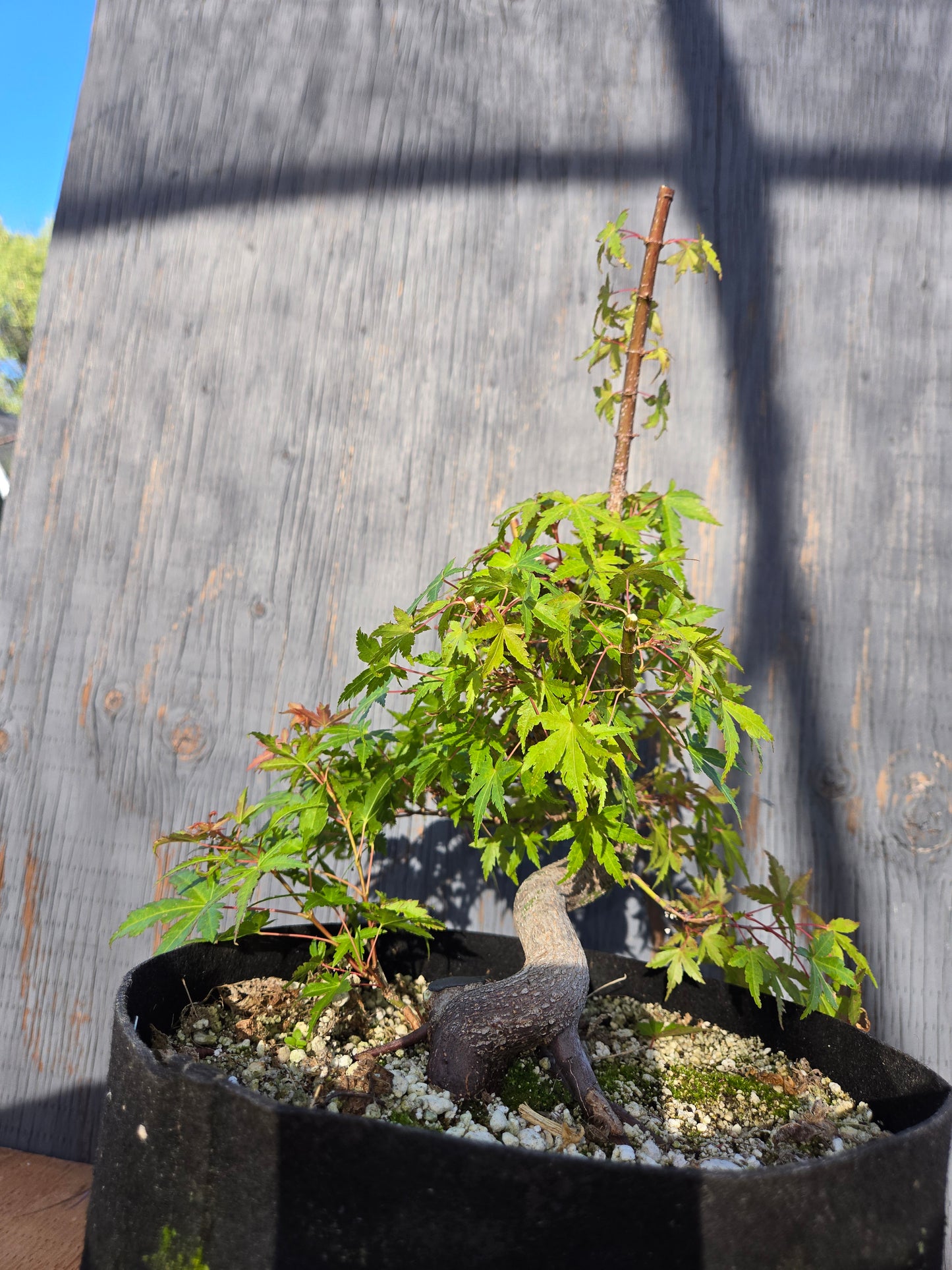 Field Grown Dwarf Japanese Maple, Acer palmatum. Shohin, Apd JUN 00