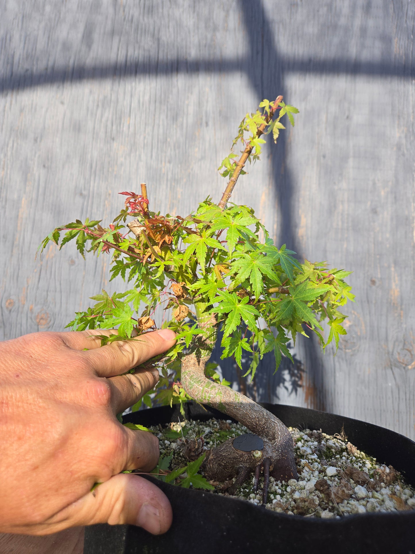 Field Grown Dwarf Japanese Maple, Acer palmatum. Shohin, Apd JUN 00