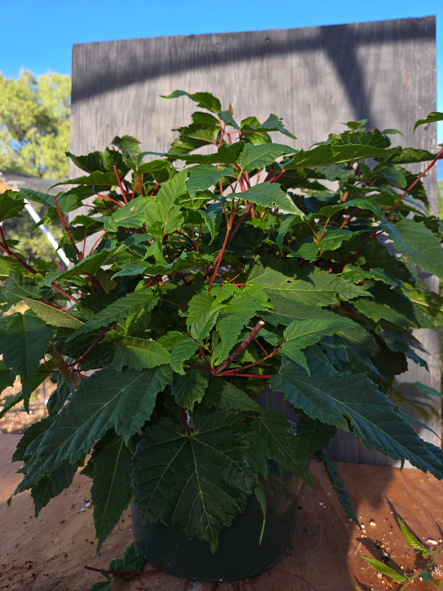 Snake Bark Maple, Acer capillipes, Acap JUN 00