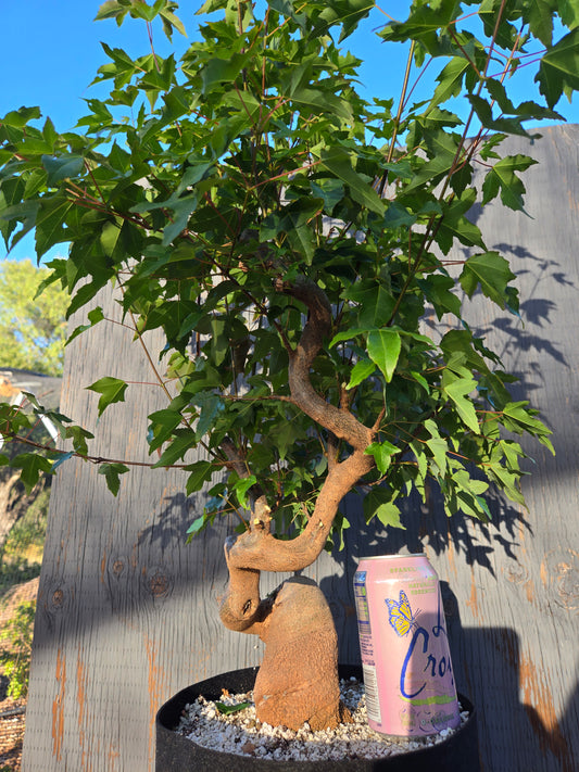 Trident Maple, Acer buergerianum, Ab JUN 00
