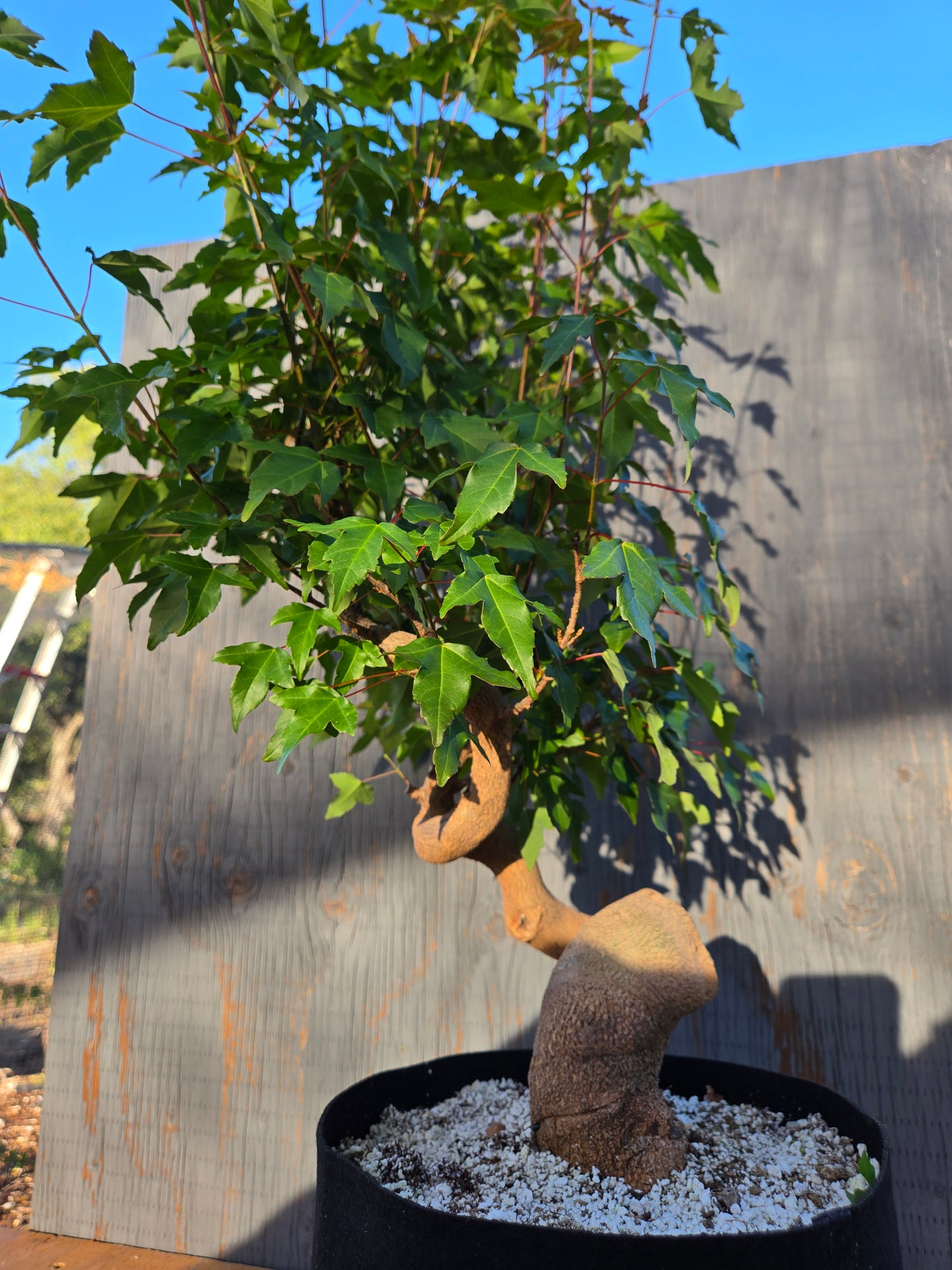 Trident Maple, Acer buergerianum, Ab JUN 00