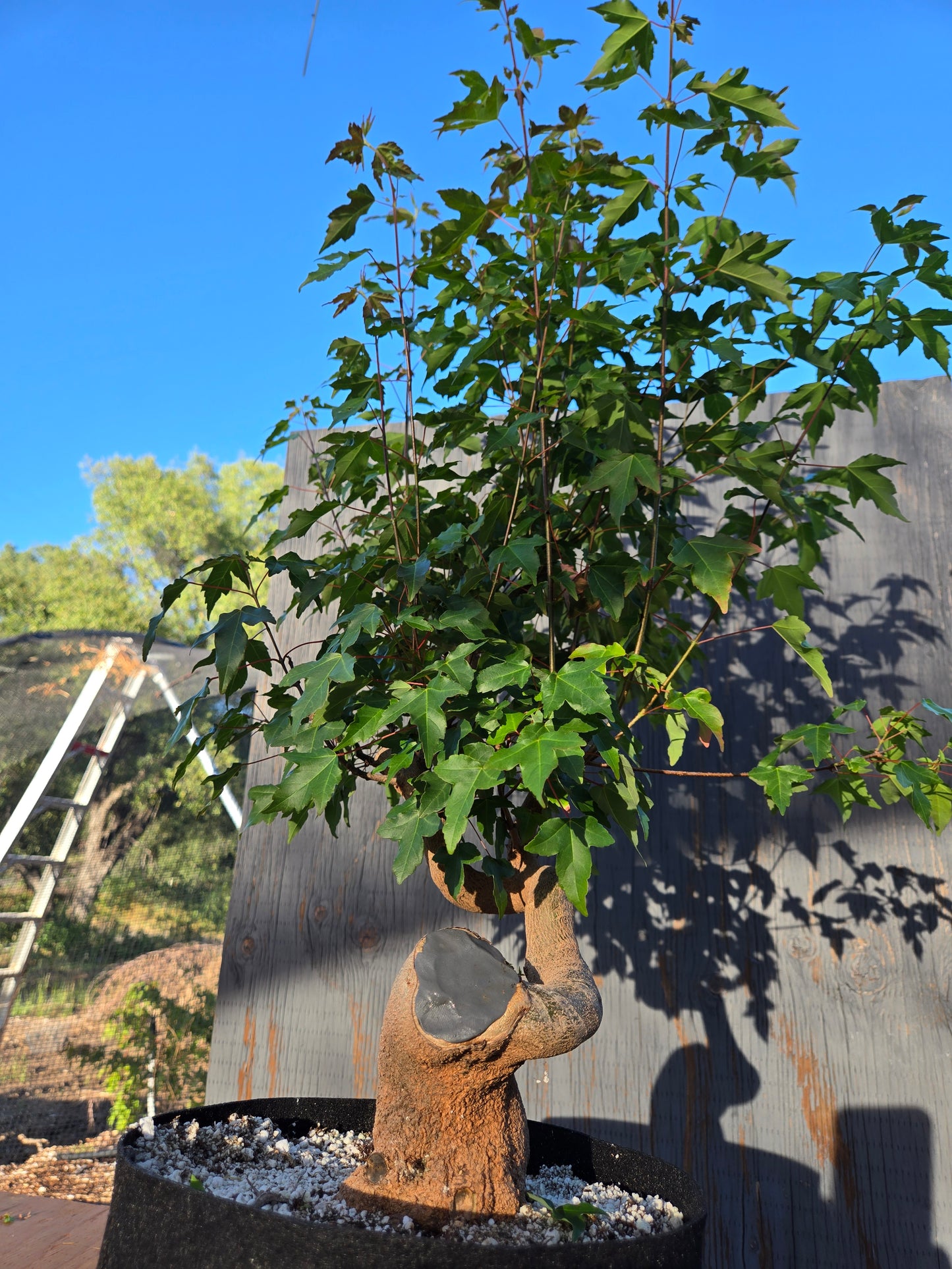 Trident Maple, Acer buergerianum, Ab JUN 00