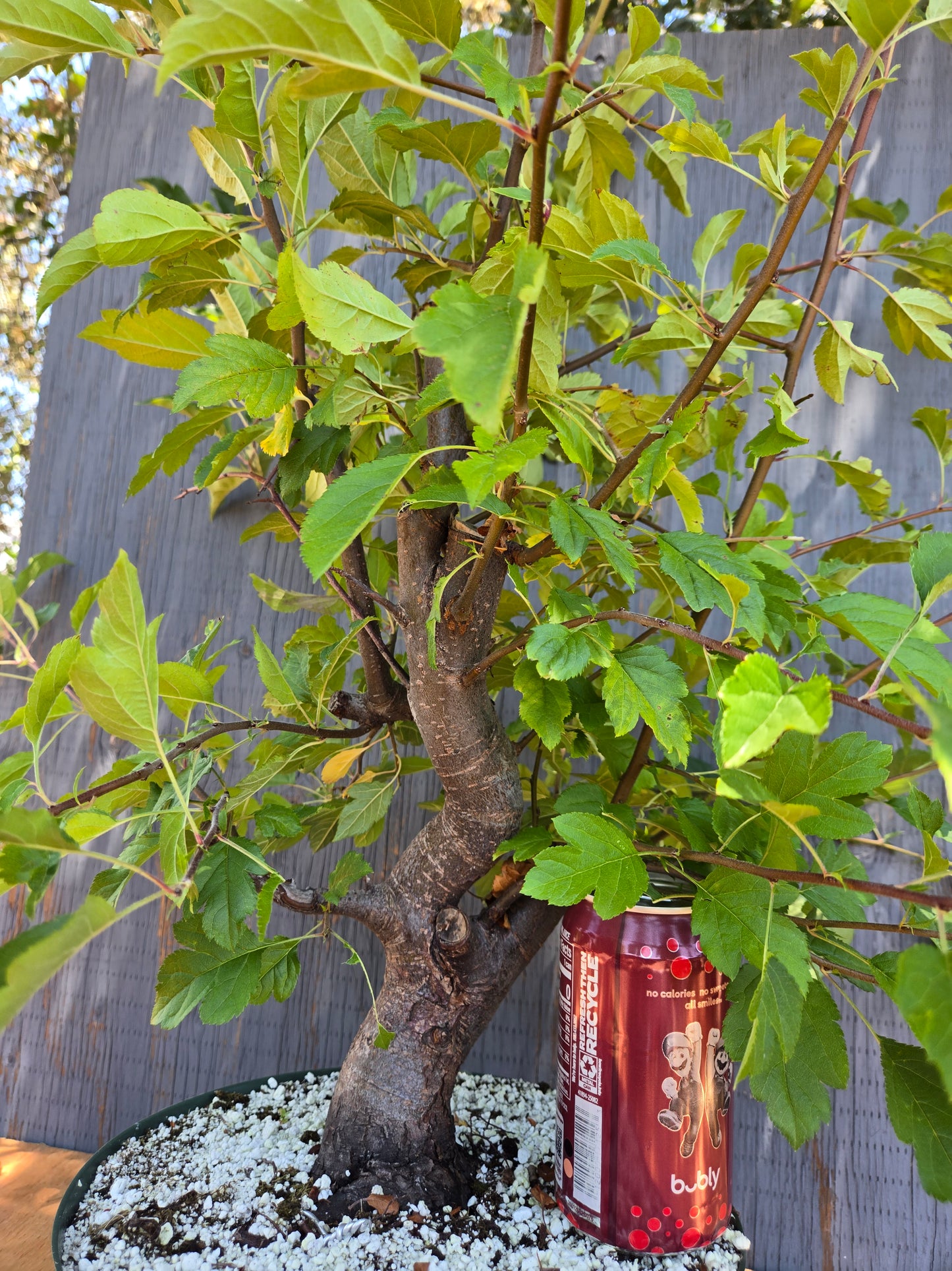 Hall's Crabapple, Malus halliana, Mhall Jun00
