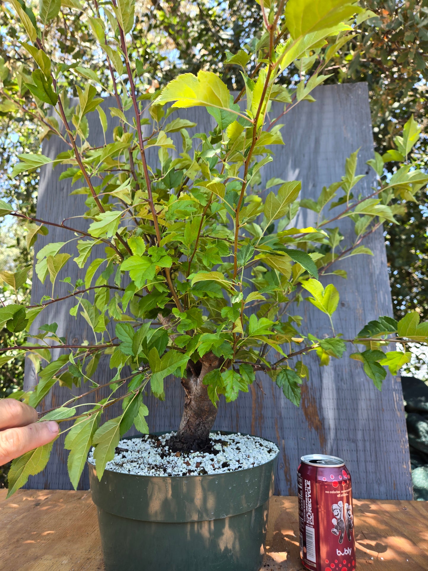 Hall's Crabapple, Malus halliana, Mhall Jun00