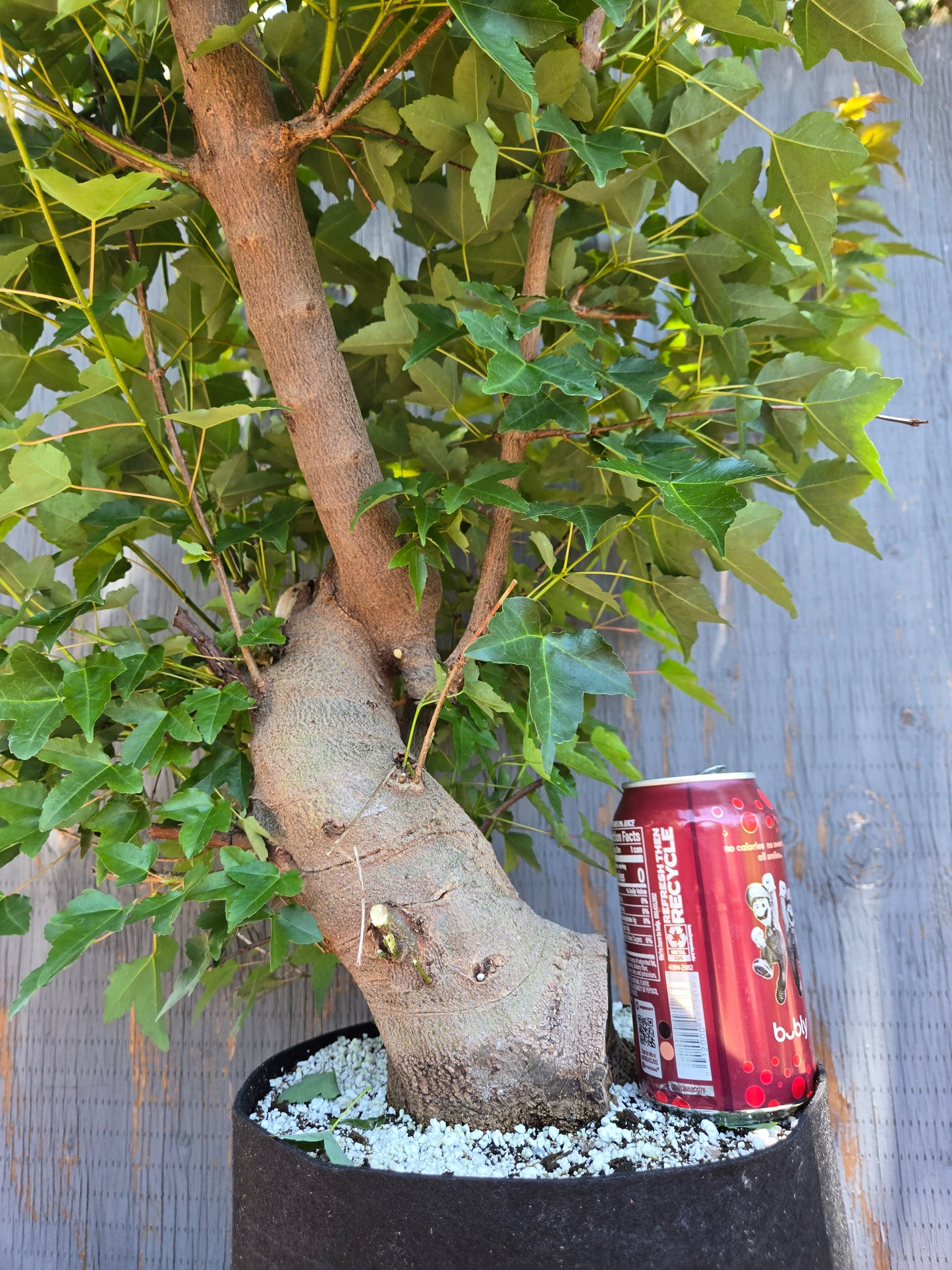 Trident Maple, Acer buergerianum, Ab JUN 01