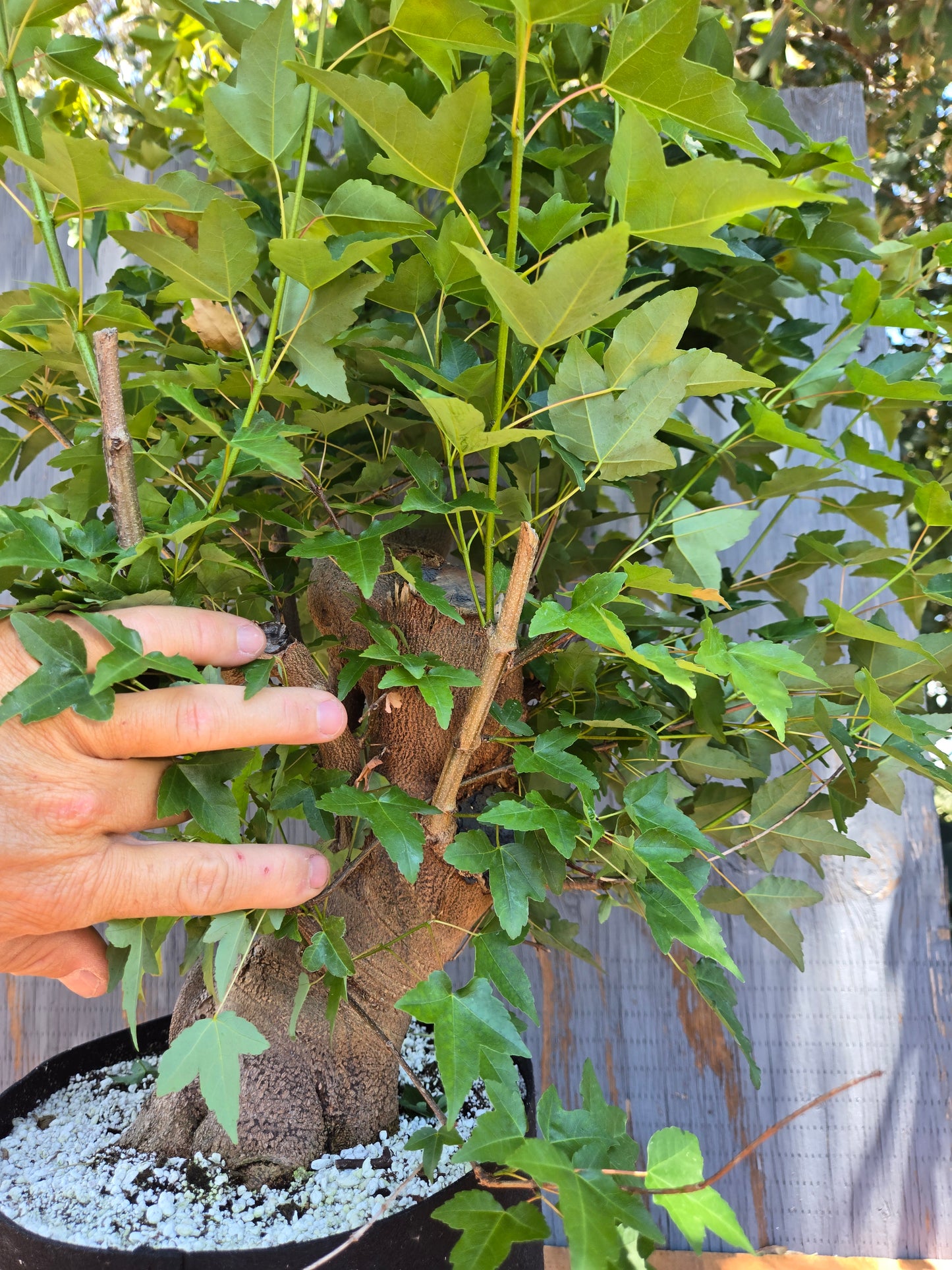 Trident Maple, Acer buergerianum, Ab JUN 01