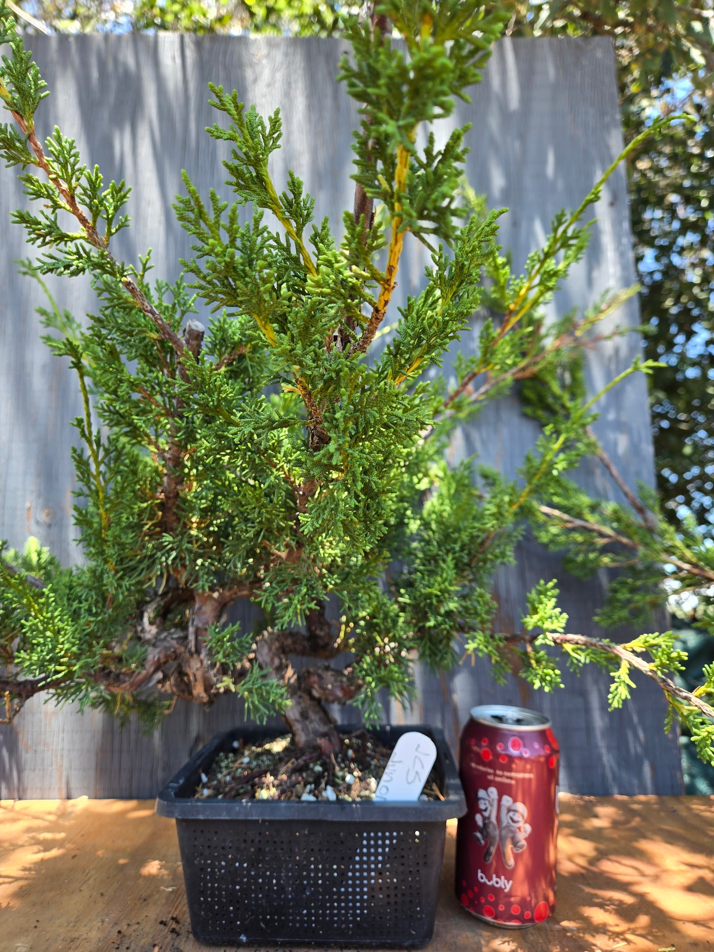 Kishu Shimpaku Juniper, JCS Jun01