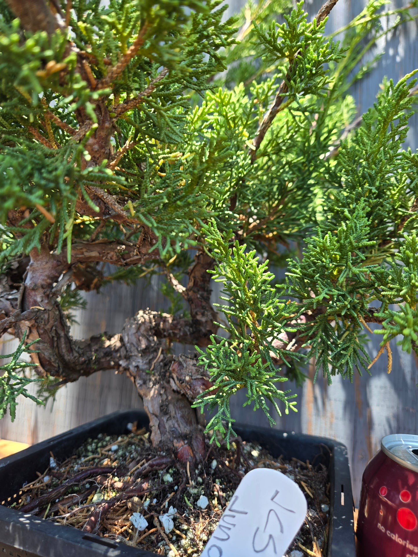 Kishu Shimpaku Juniper, JCS Jun01