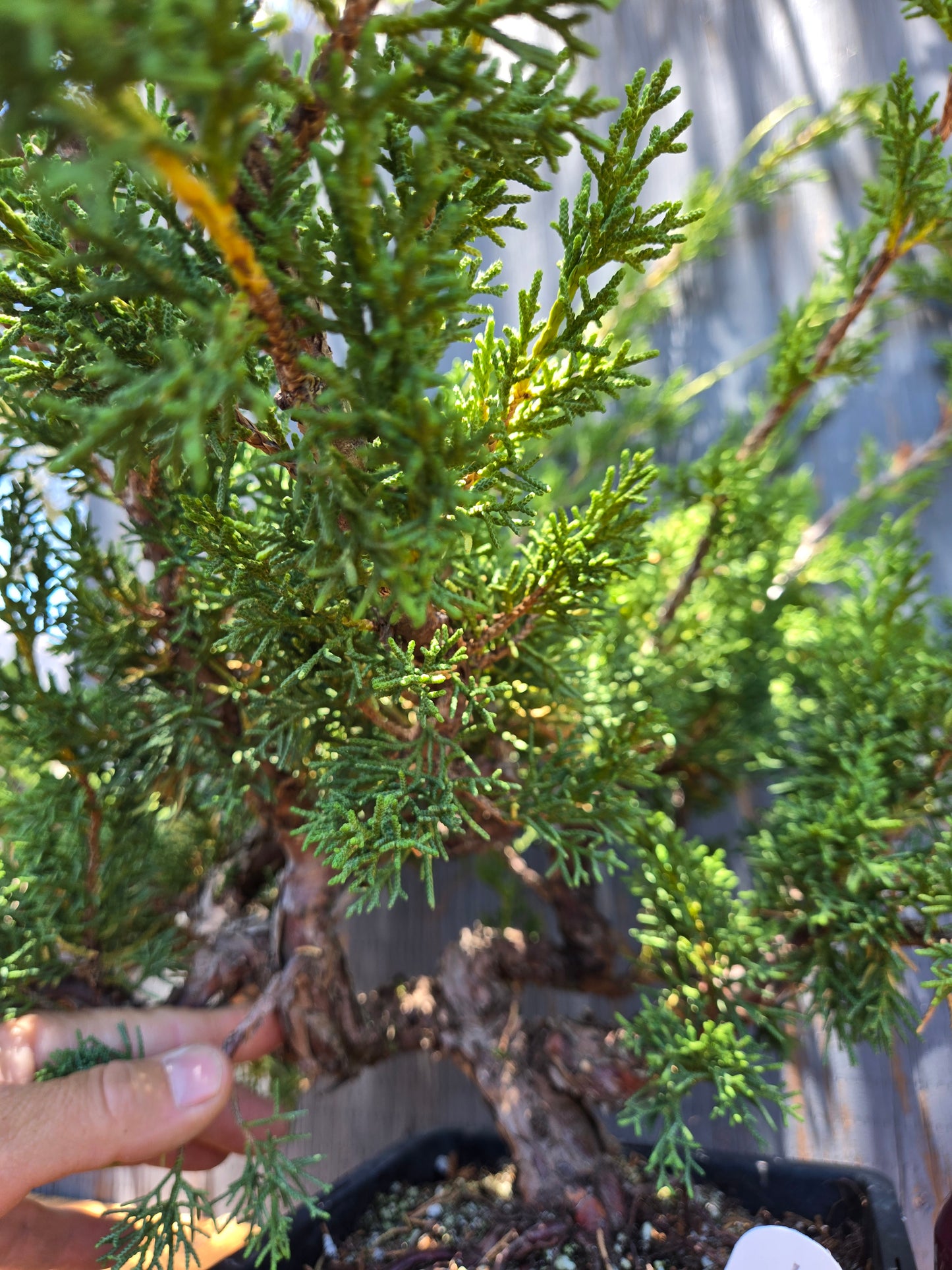 Kishu Shimpaku Juniper, JCS Jun01