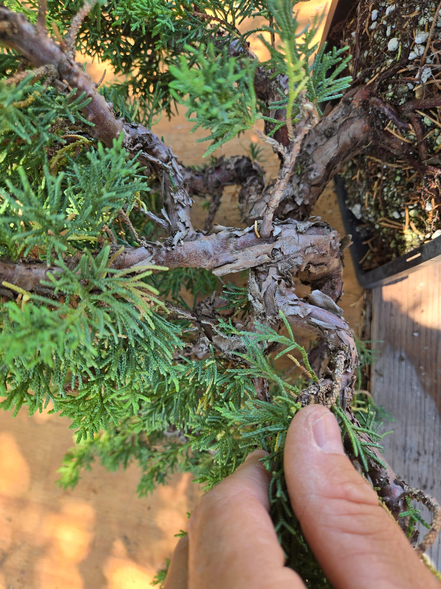 Kishu Shimpaku Juniper, JCS Jun01
