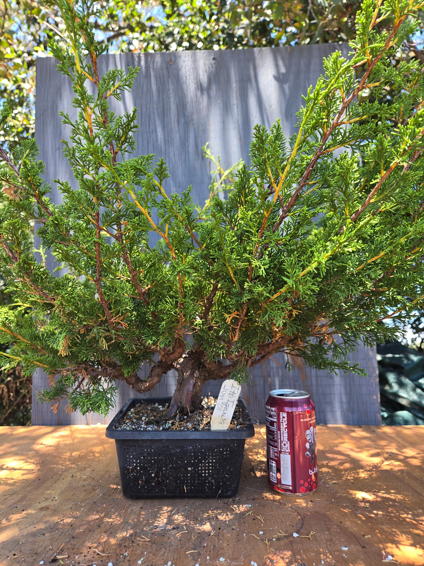 Itoigawa Shimpaku Juniper, JCI