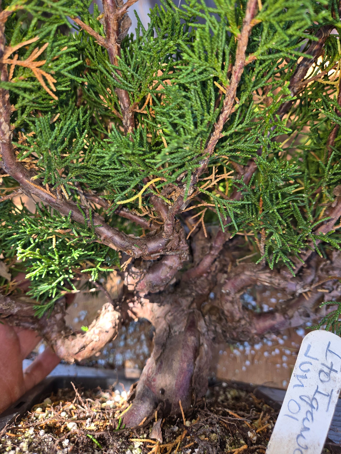 Itoigawa Shimpaku Juniper, JCI