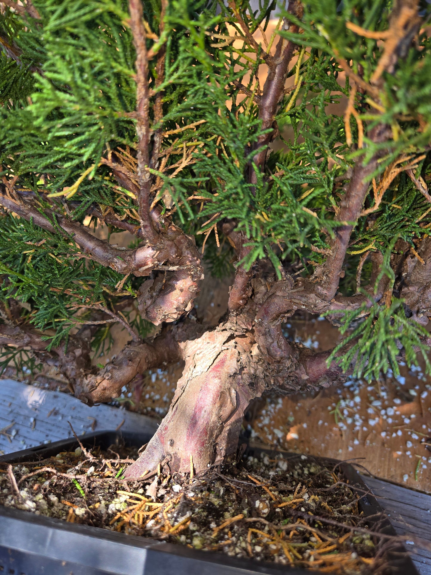Itoigawa Shimpaku Juniper, JCI
