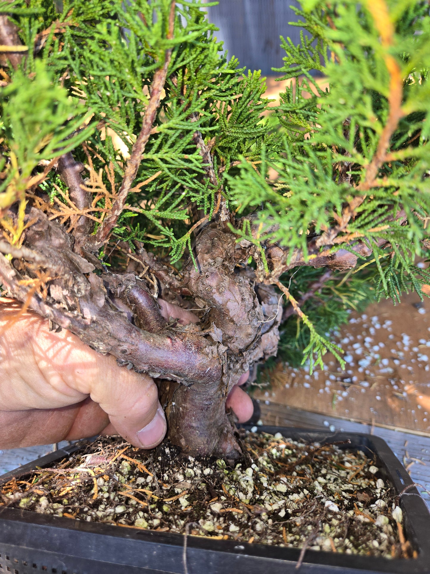 Itoigawa Shimpaku Juniper, JCI