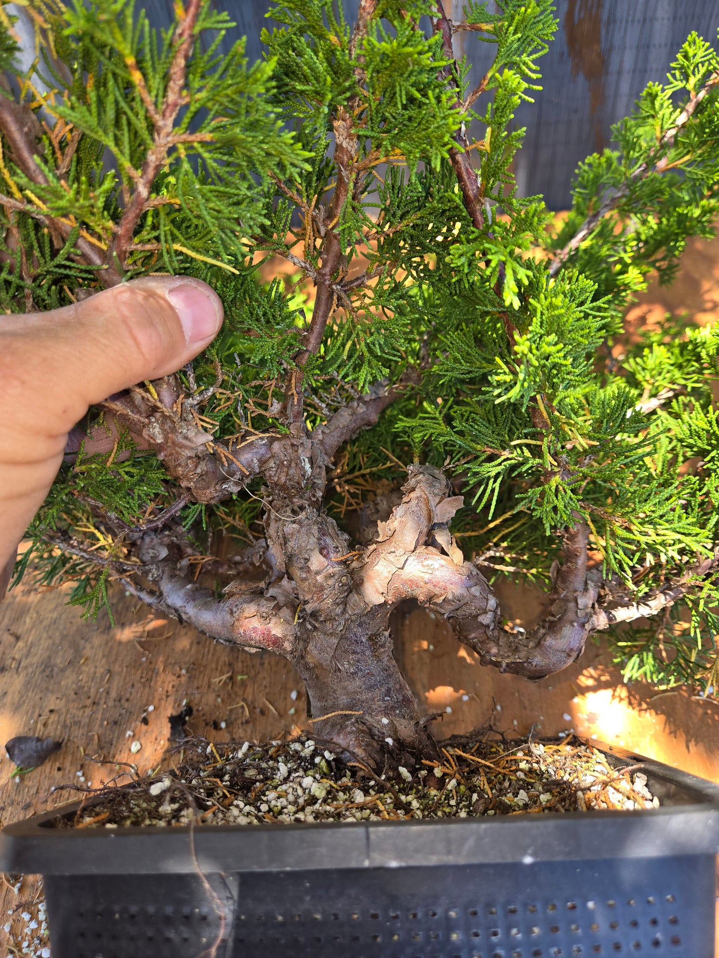 Itoigawa Shimpaku Juniper, JCI