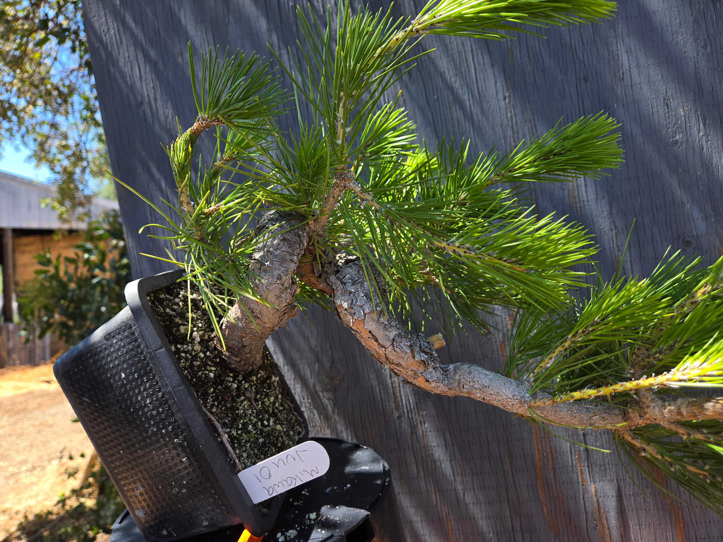 Japanese Black Pine 'Mikawa' JBP JUN 00, Cascade Style