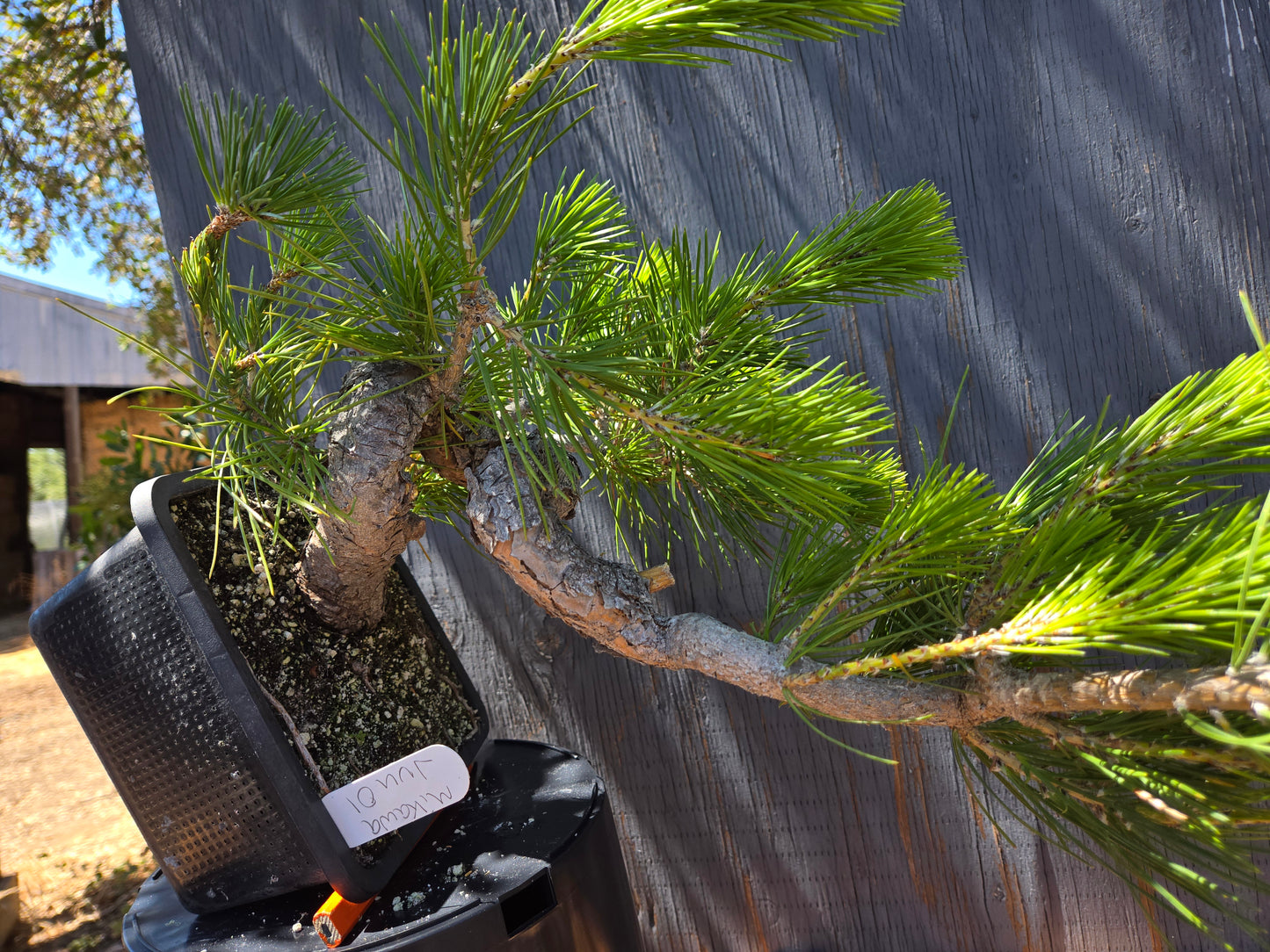 Japanese Black Pine 'Mikawa' JBP JUN 00, Cascade Style