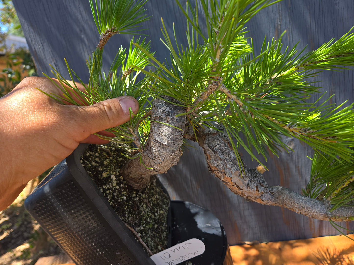 Japanese Black Pine 'Mikawa' JBP JUN 00, Cascade Style