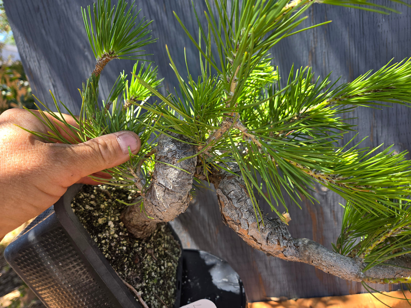 Japanese Black Pine 'Mikawa' JBP JUN 00, Cascade Style