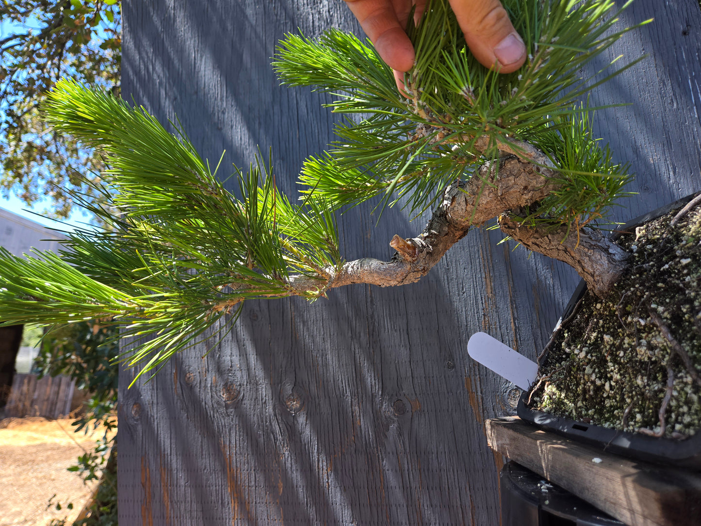 Japanese Black Pine 'Mikawa' JBP JUN 00, Cascade Style