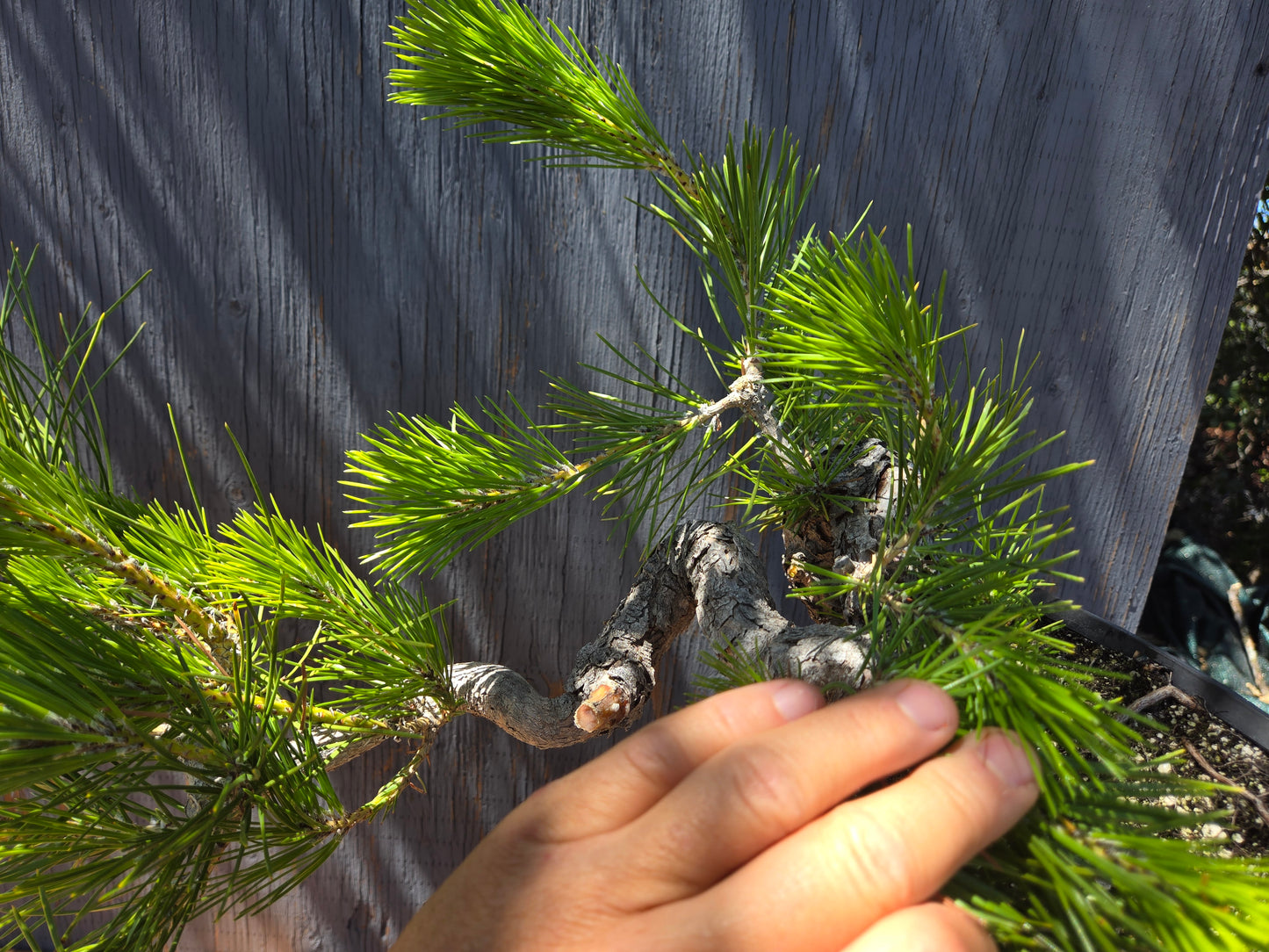 Japanese Black Pine 'Mikawa' JBP JUN 00, Cascade Style