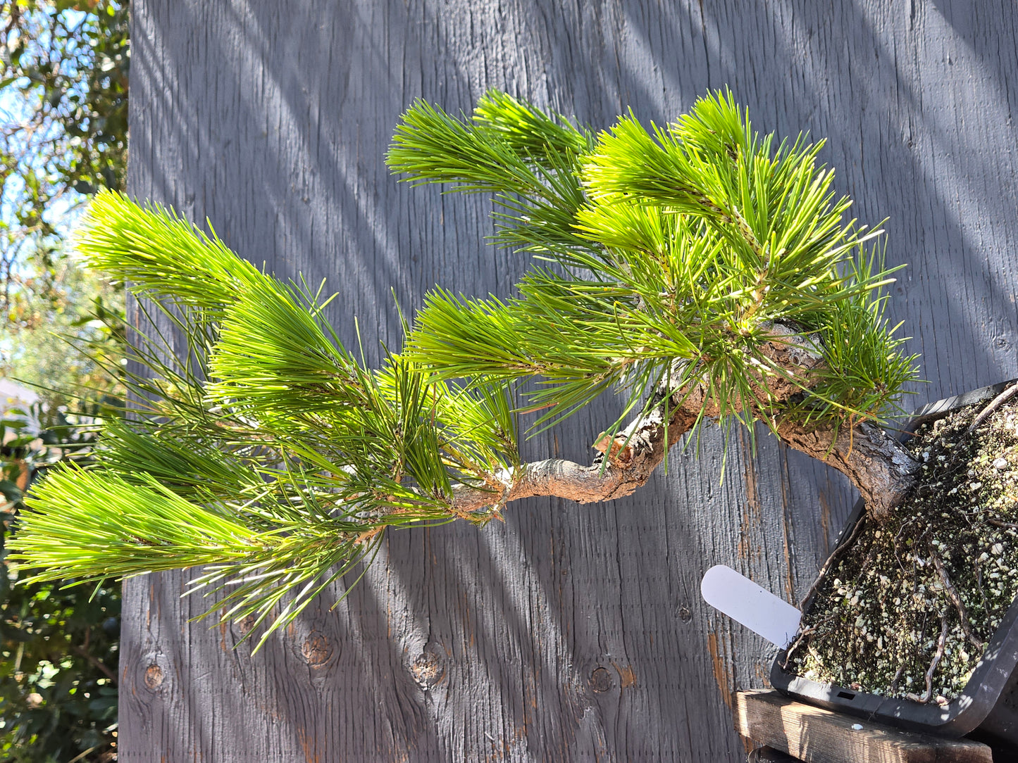 Japanese Black Pine 'Mikawa' JBP JUN 00, Cascade Style