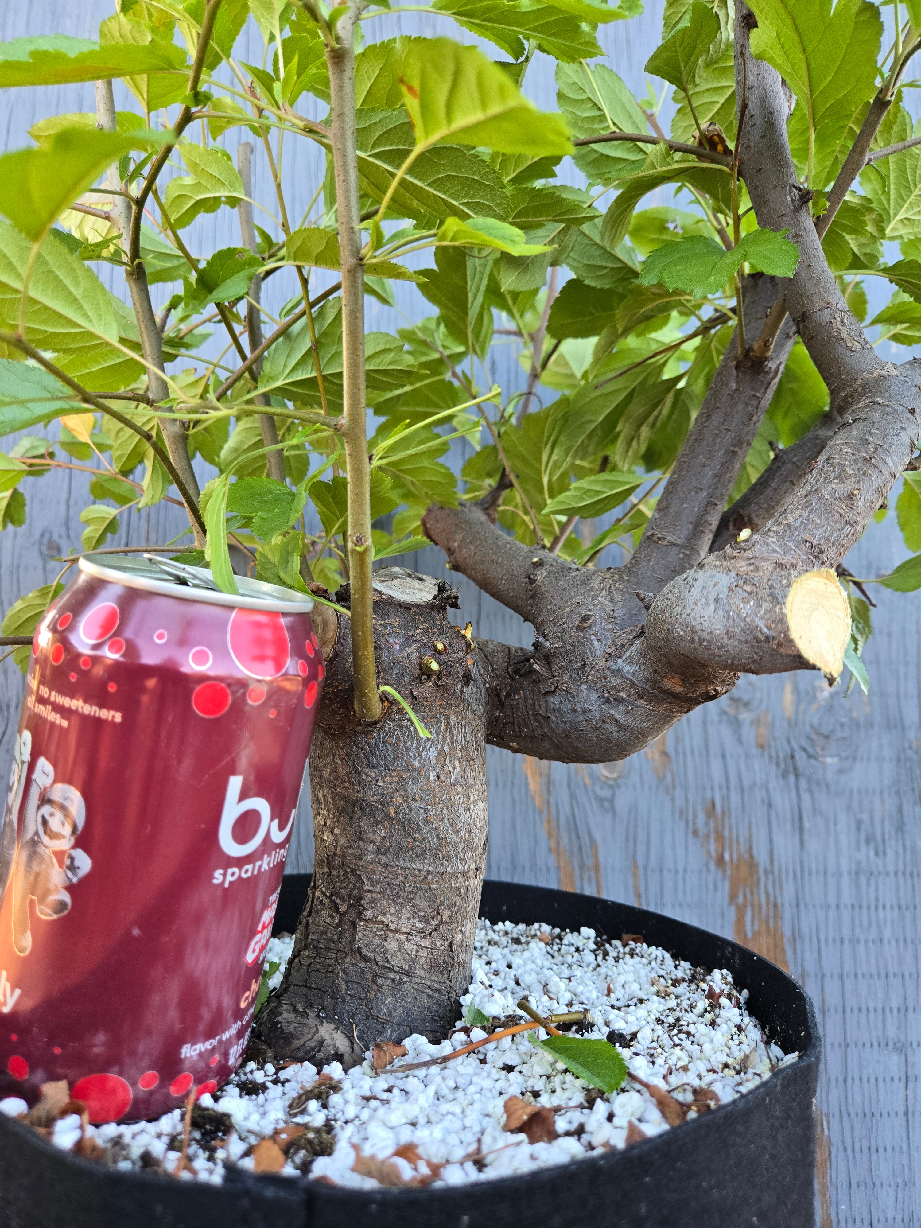 Hall's Crabapple, Malus halliana, Mhall Jun01 – Cedar Rose Nursery