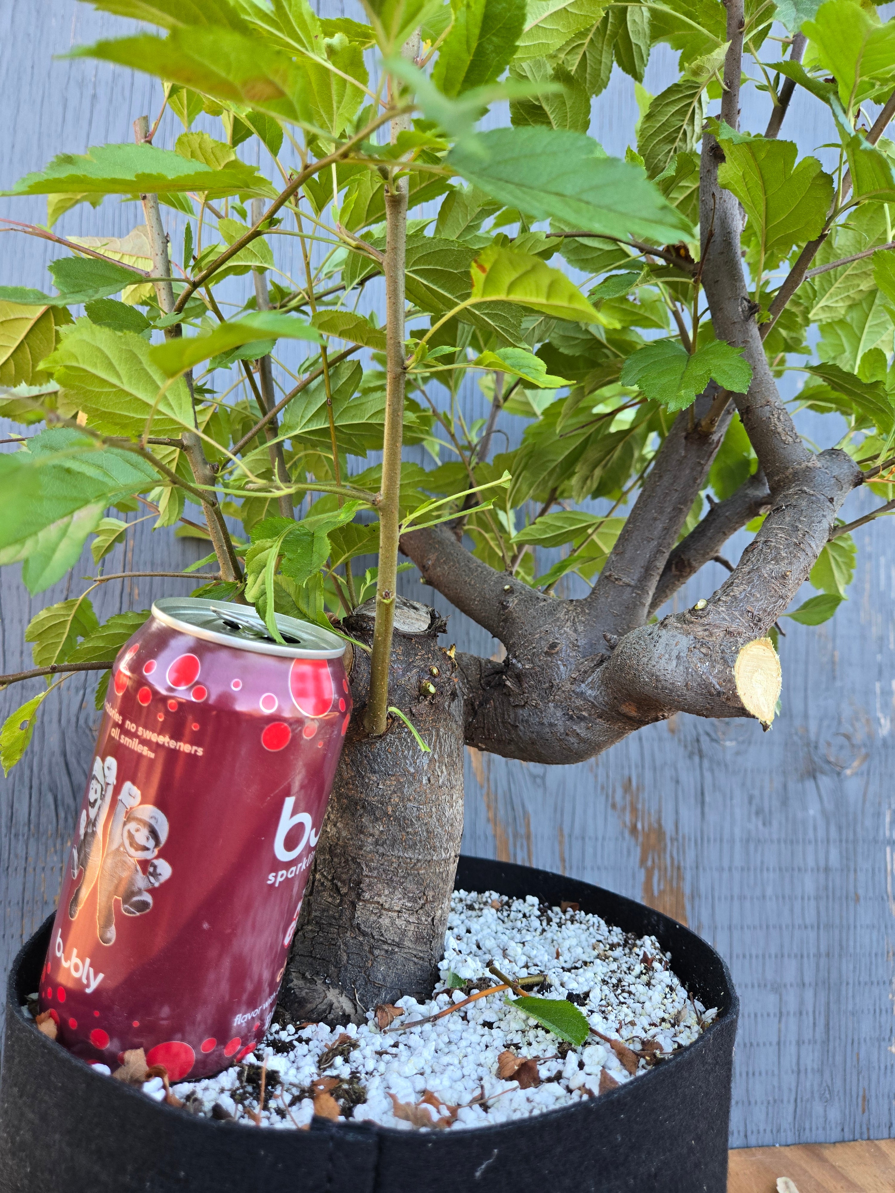Hall's Crabapple, Malus halliana, Mhall Jun01 – Cedar Rose Nursery