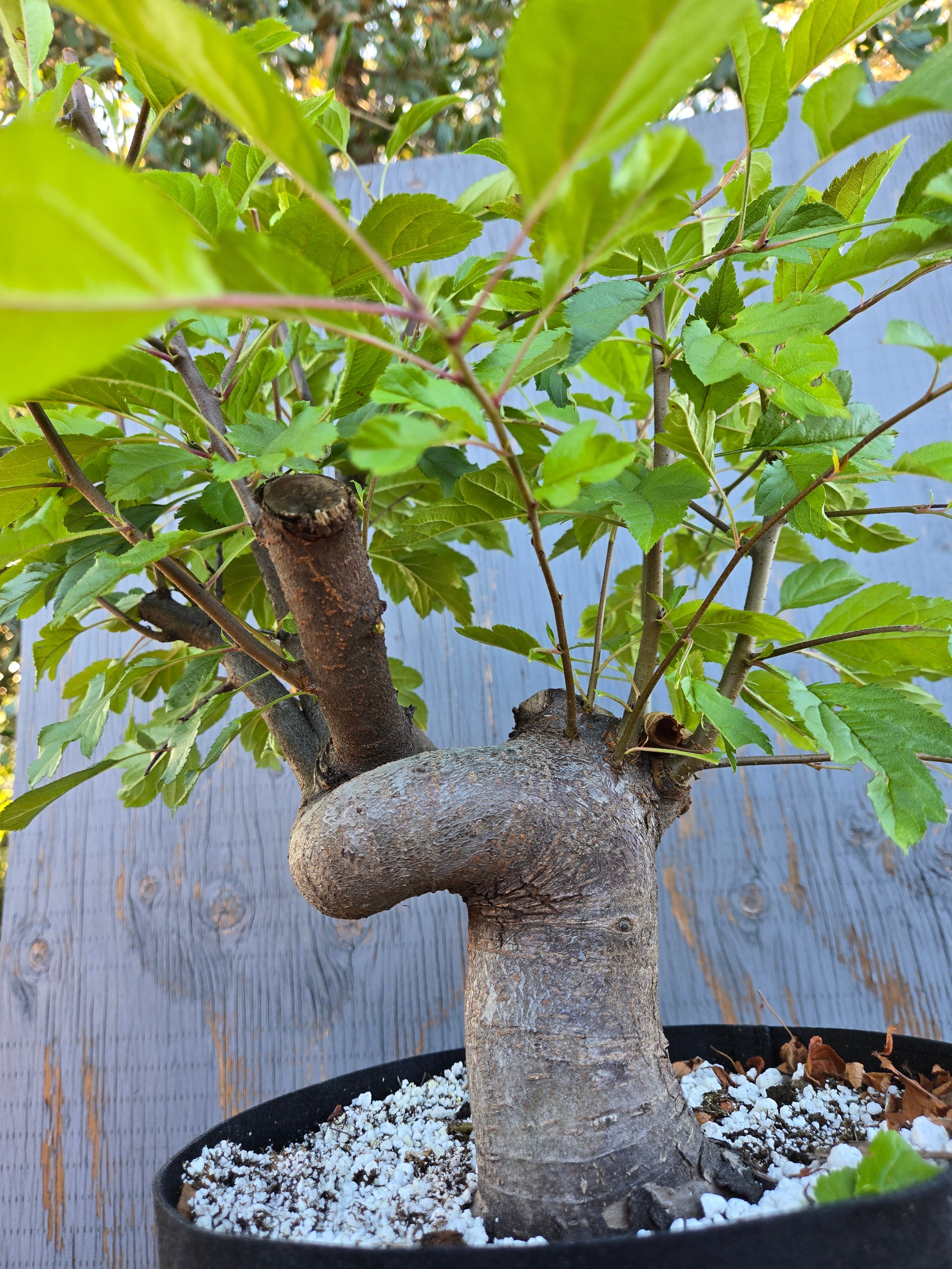 Hall's Crabapple, Malus halliana, Mhall Jun01 – Cedar Rose Nursery