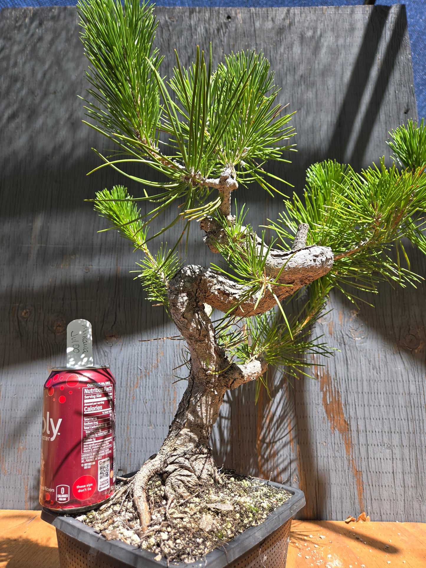 Japanese Black Pine 'Mikawa' JUL 00