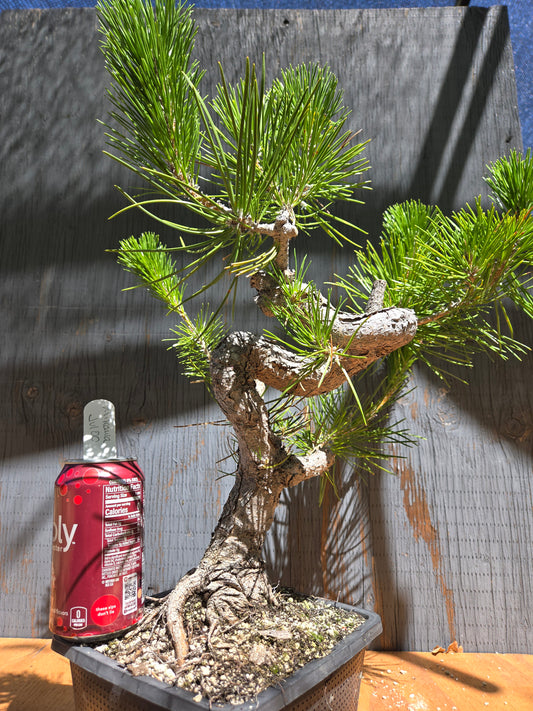 Japanese Black Pine 'Mikawa' JUL 00