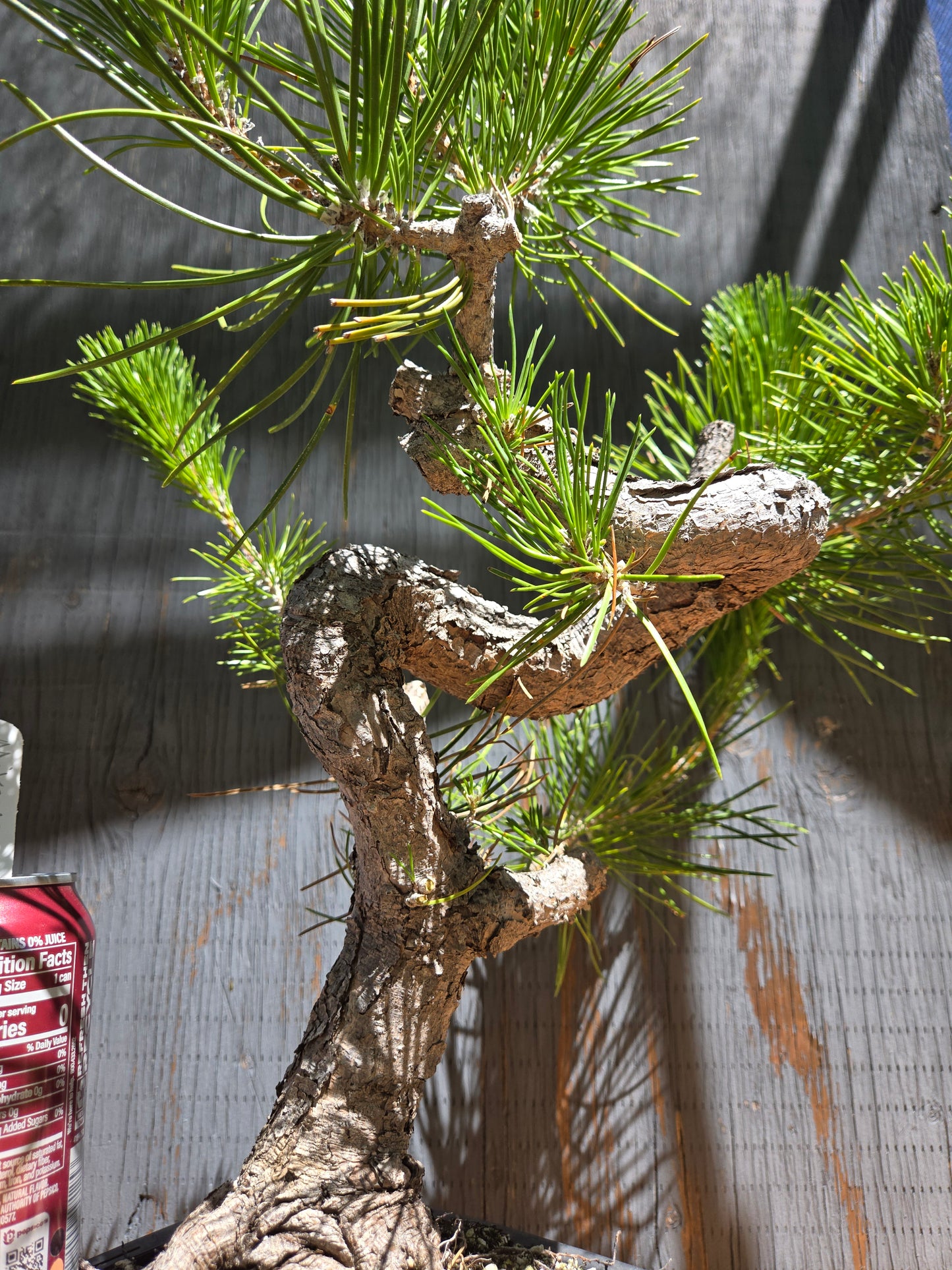 Japanese Black Pine 'Mikawa' JUL 00