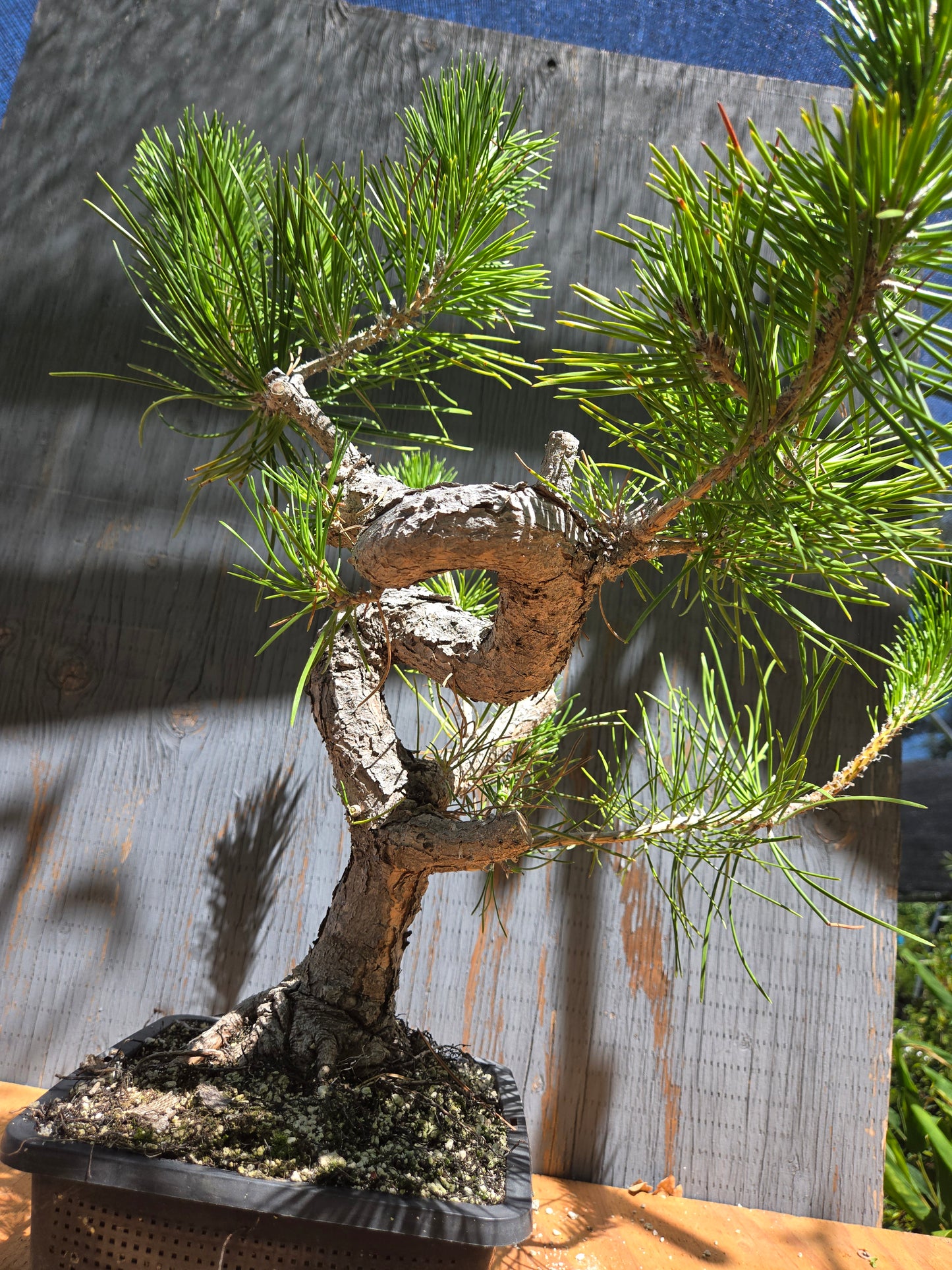 Japanese Black Pine 'Mikawa' JUL 00