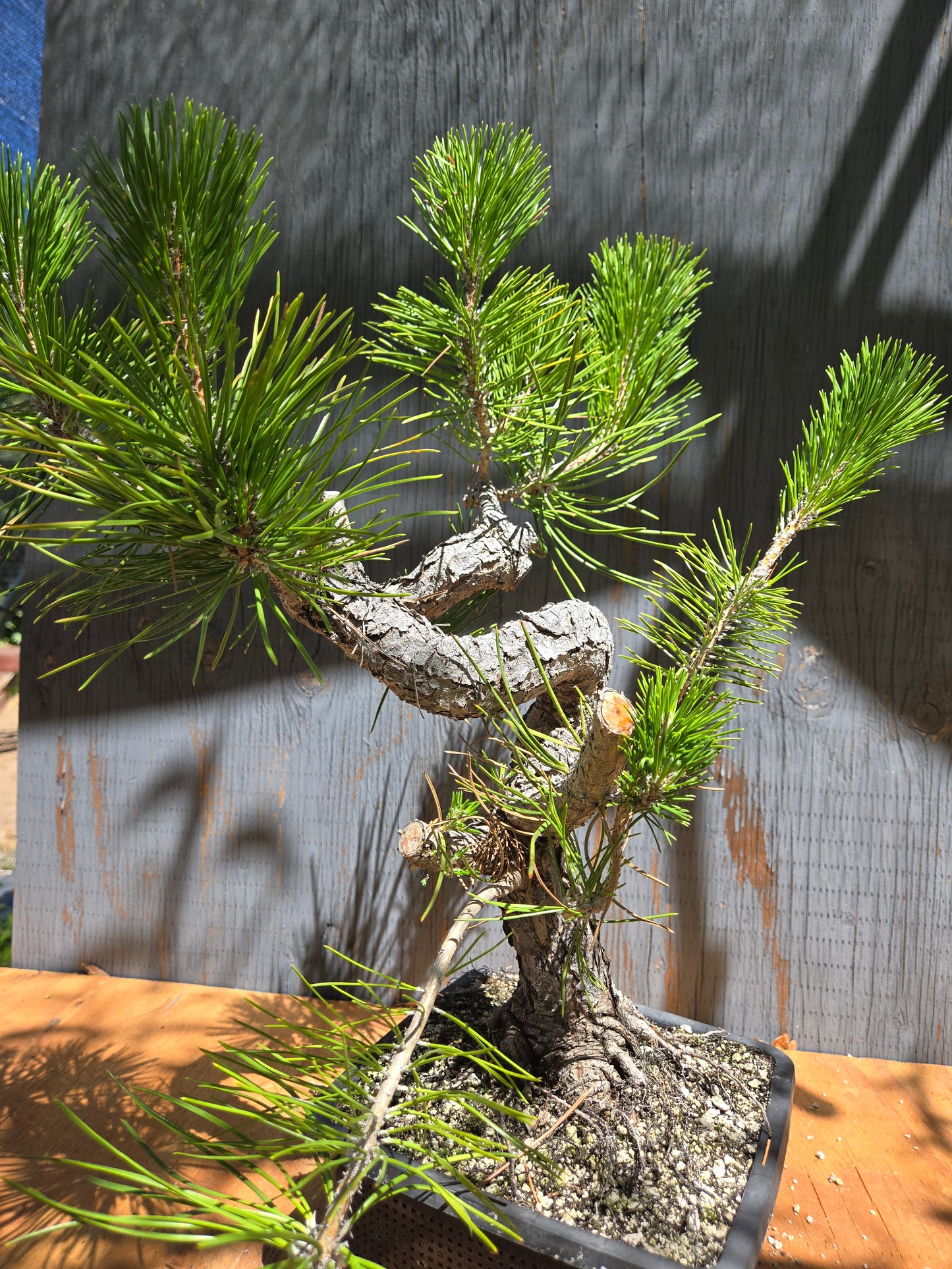 Japanese Black Pine 'Mikawa' JUL 00
