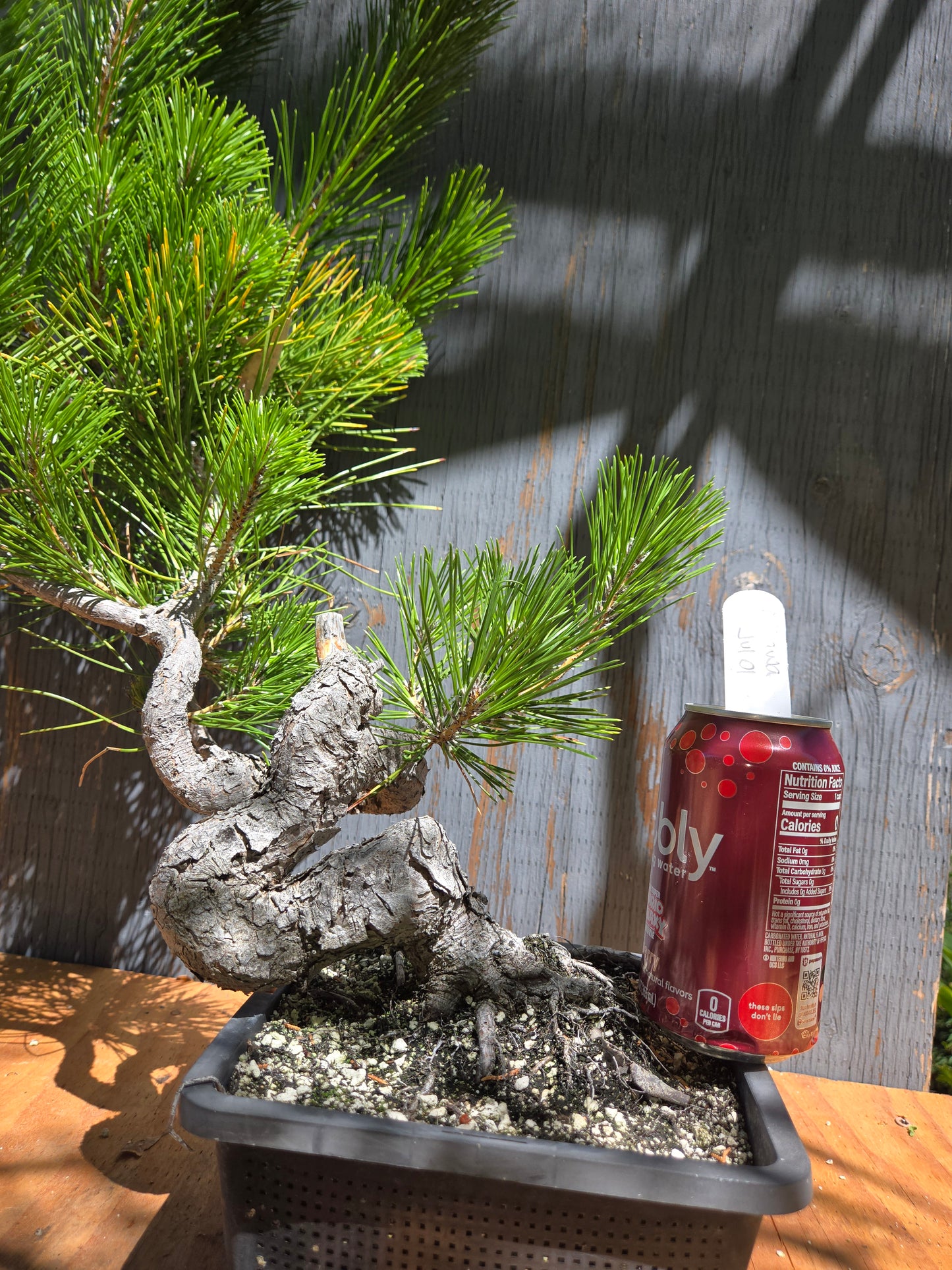Japanese Black Pine 'Mikawa' JUL 01