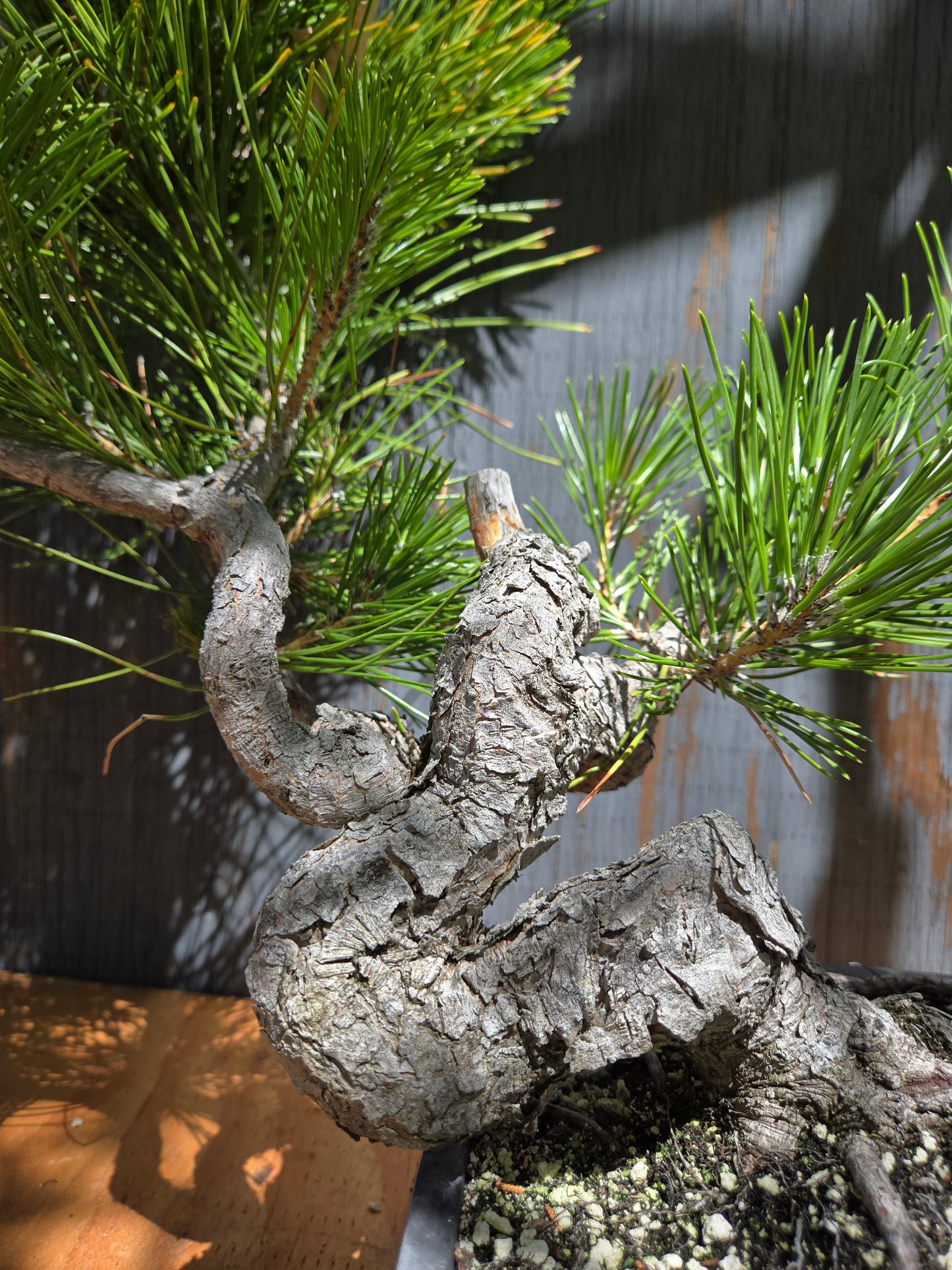 Japanese Black Pine 'Mikawa' JUL 01