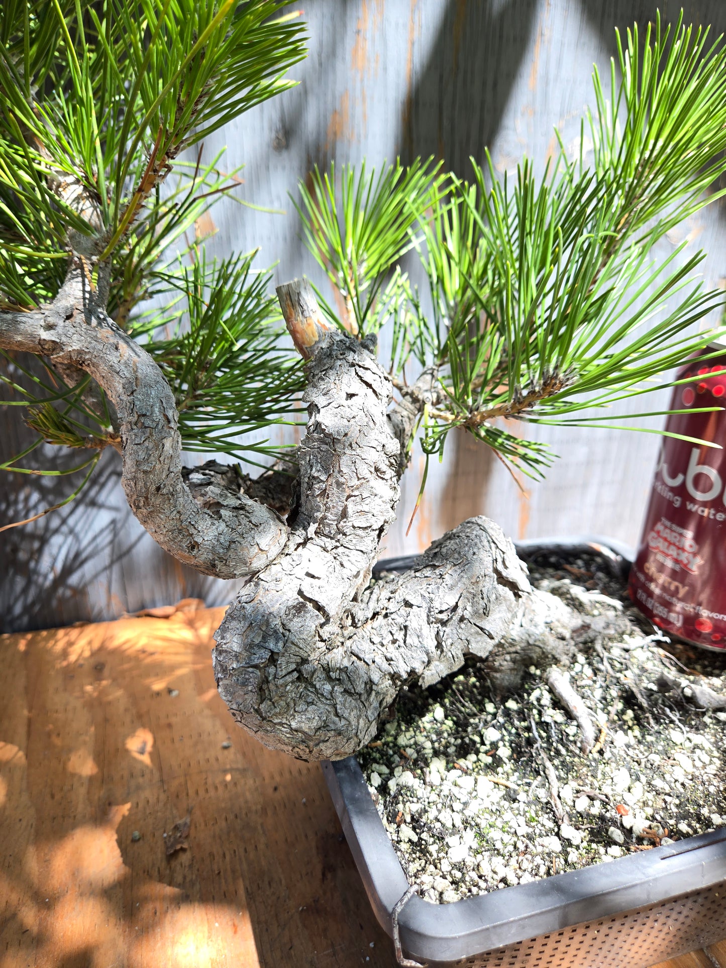 Japanese Black Pine 'Mikawa' JUL 01
